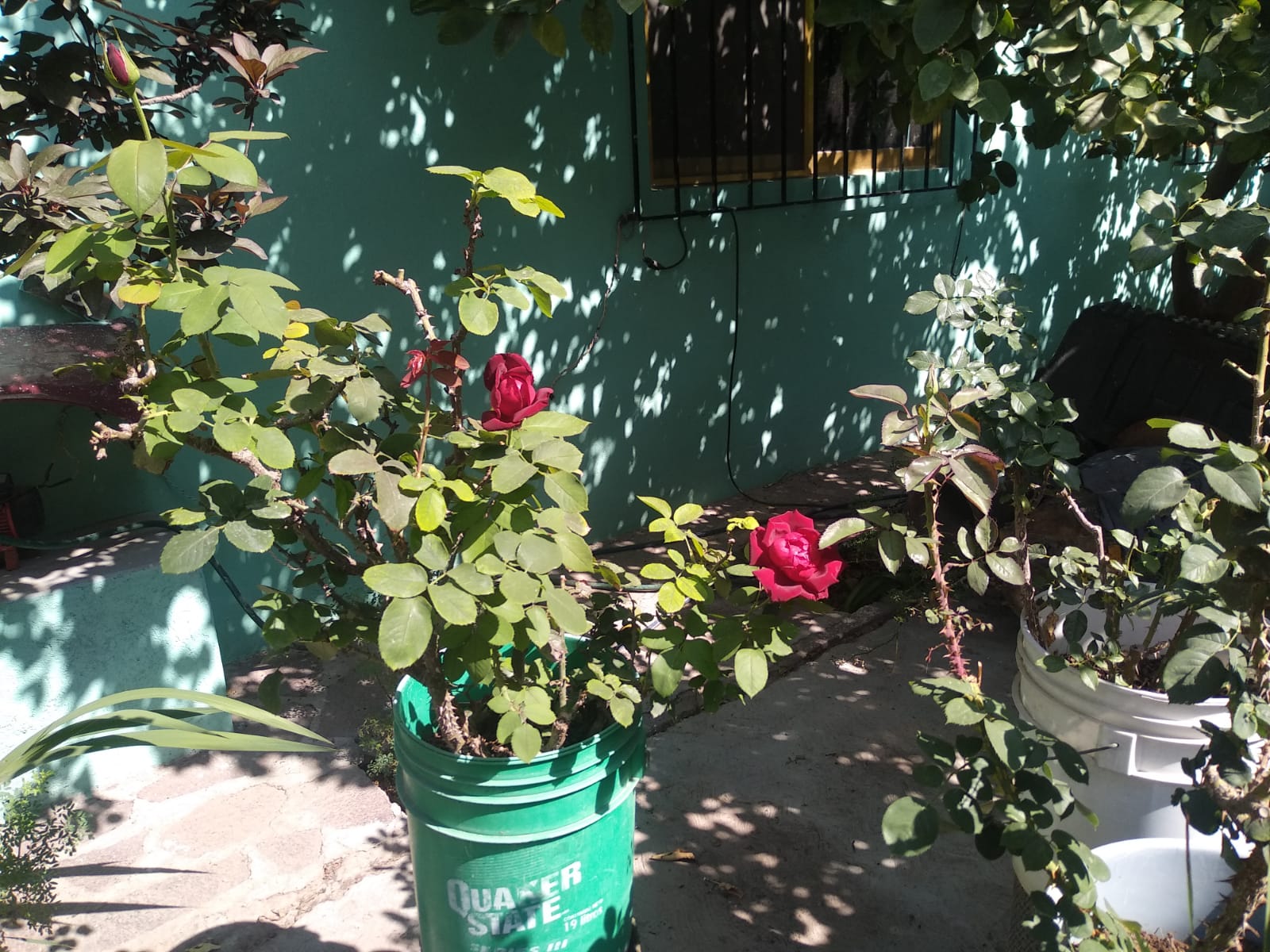 Rosas