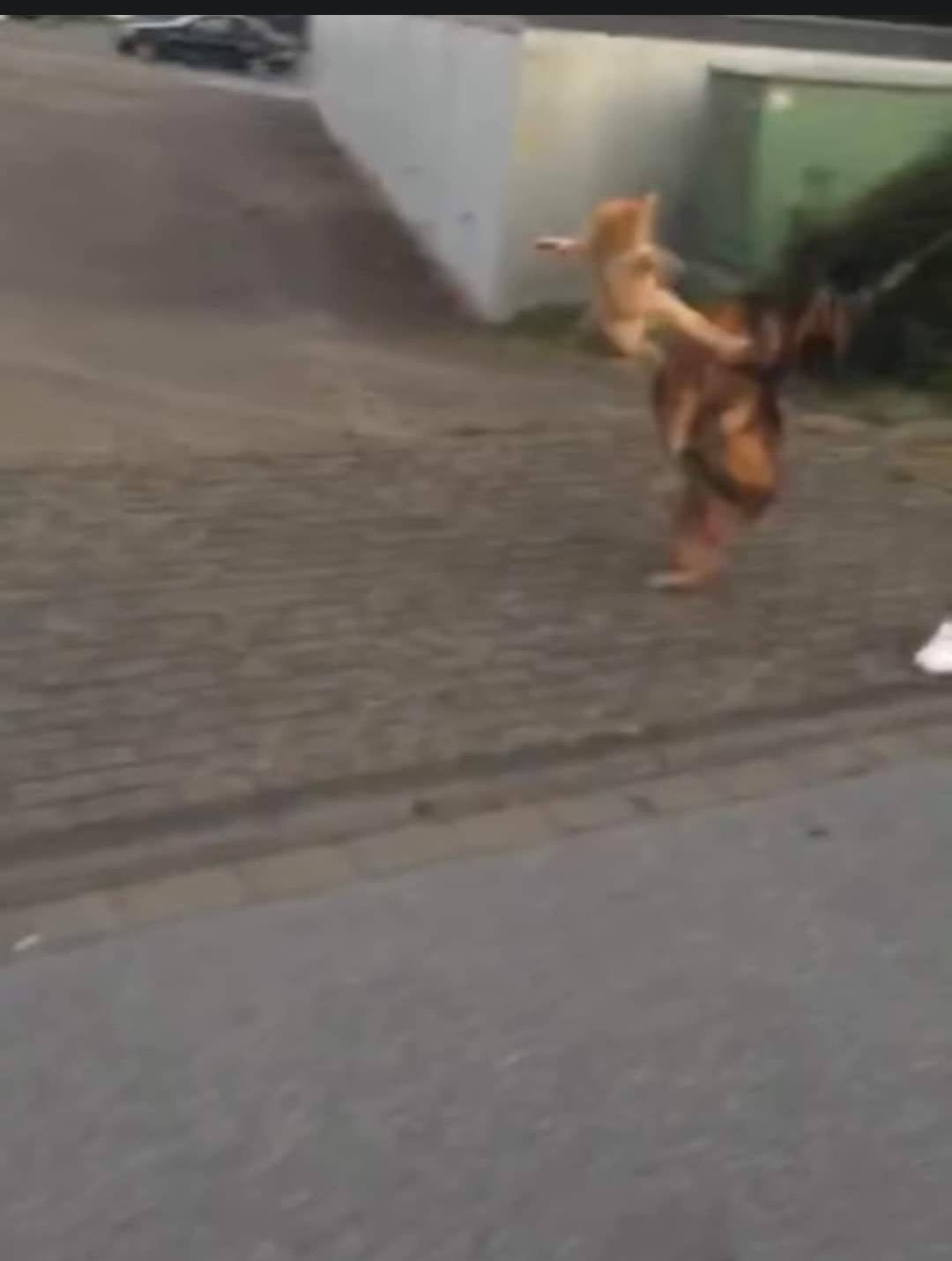Gatito ninja