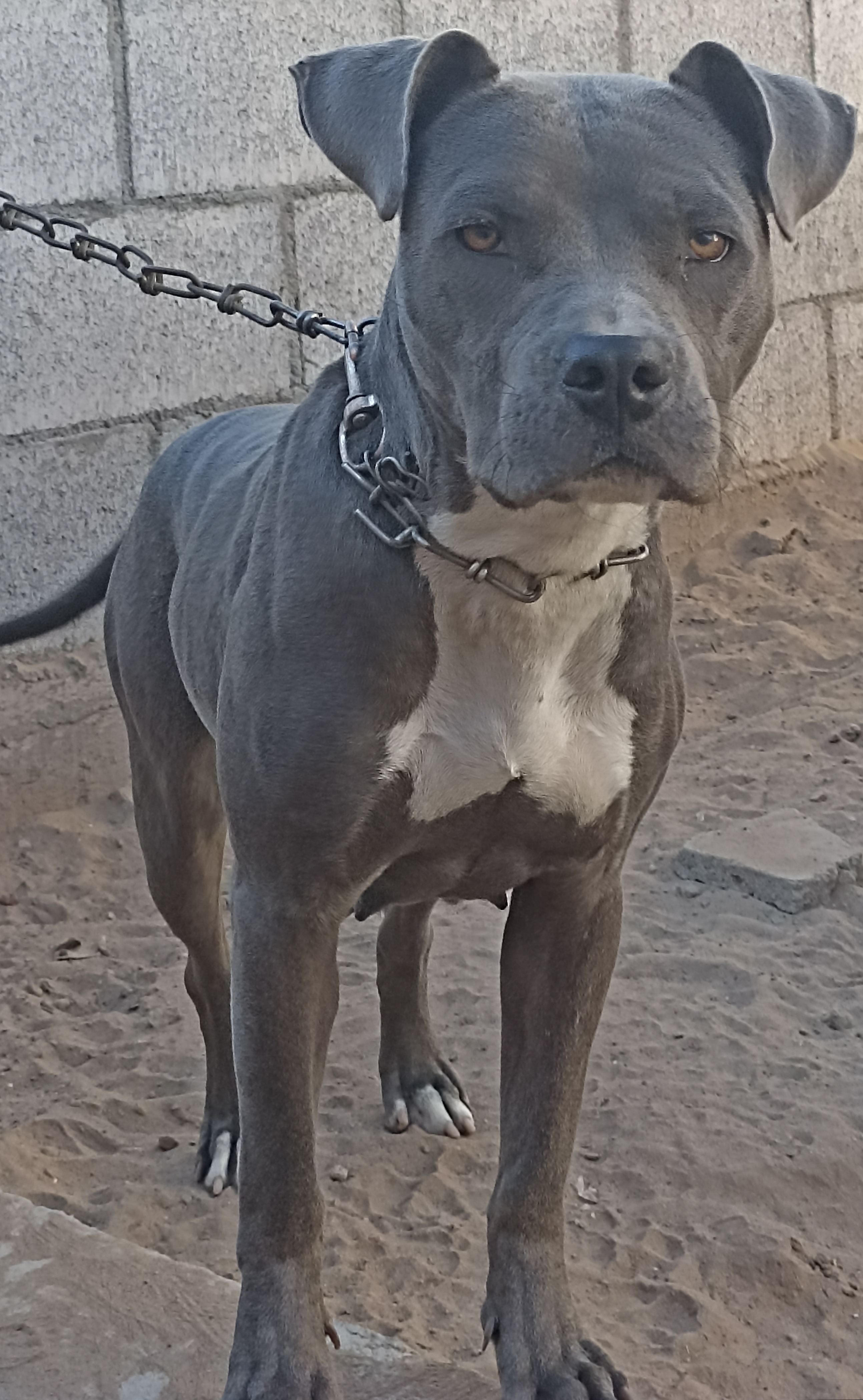 Deisy
