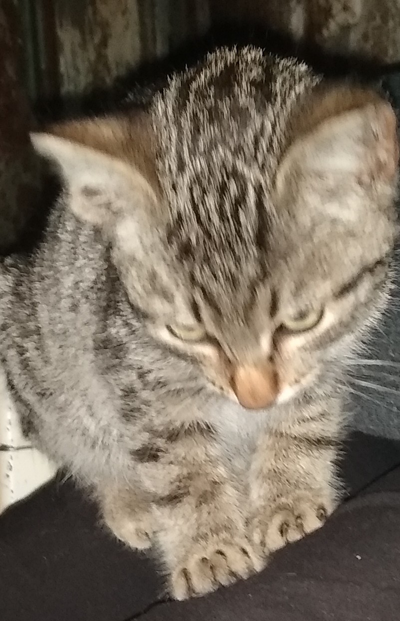 Mi nuevo gatito
