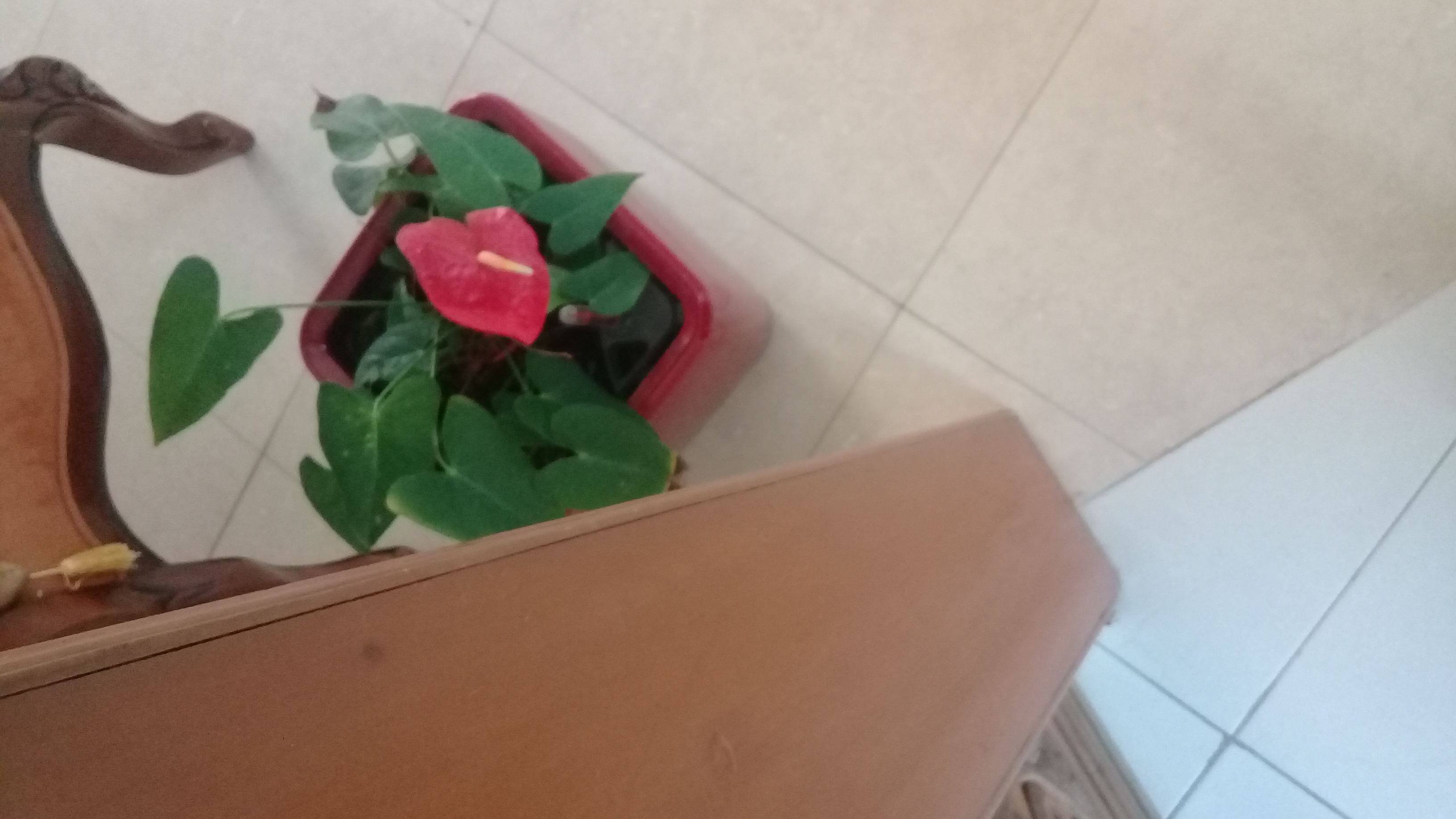 Rosa