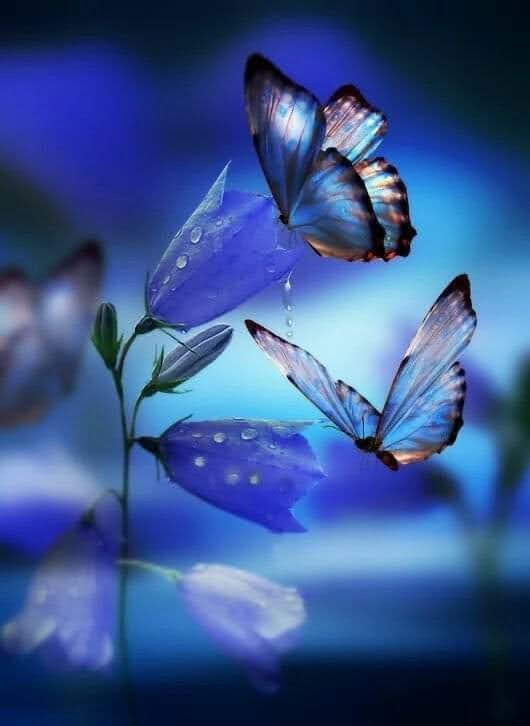 Mariposas