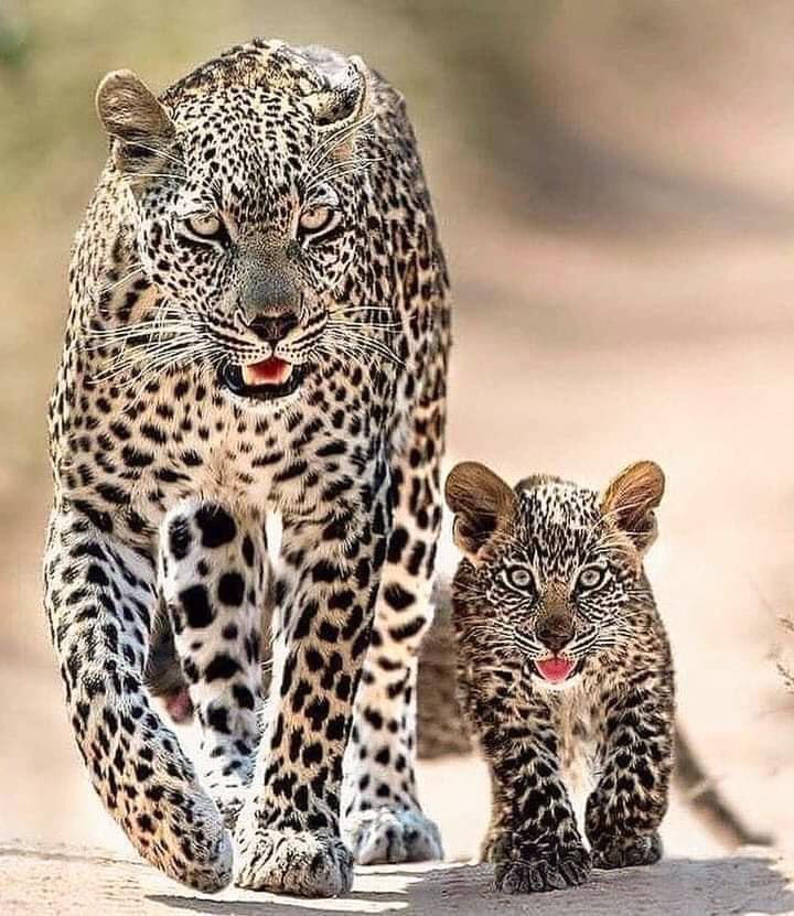 Leopardos