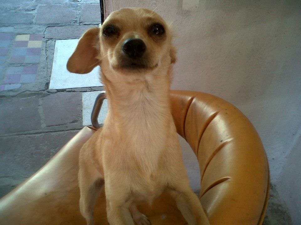 Daysi