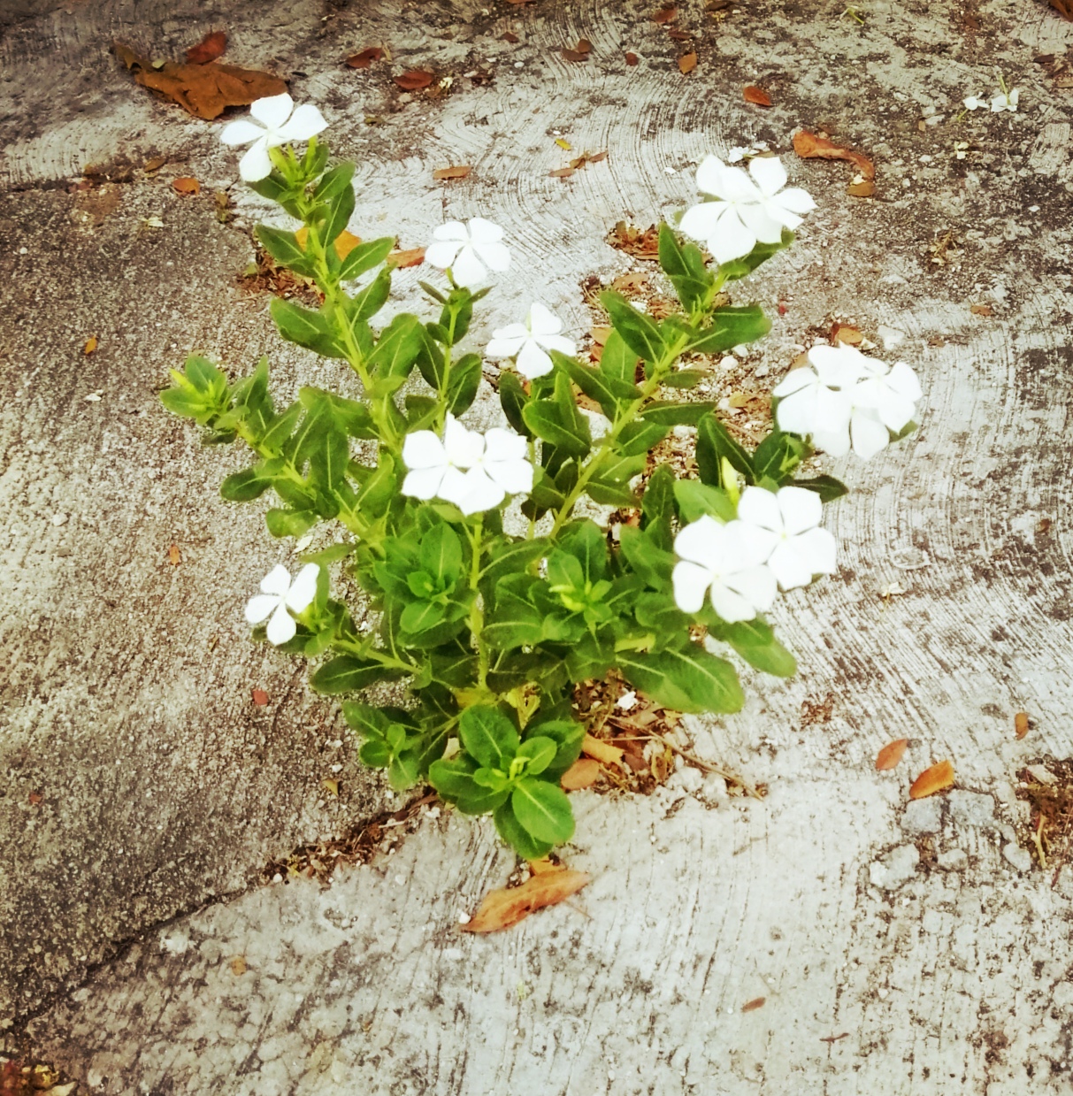 Flor en acera