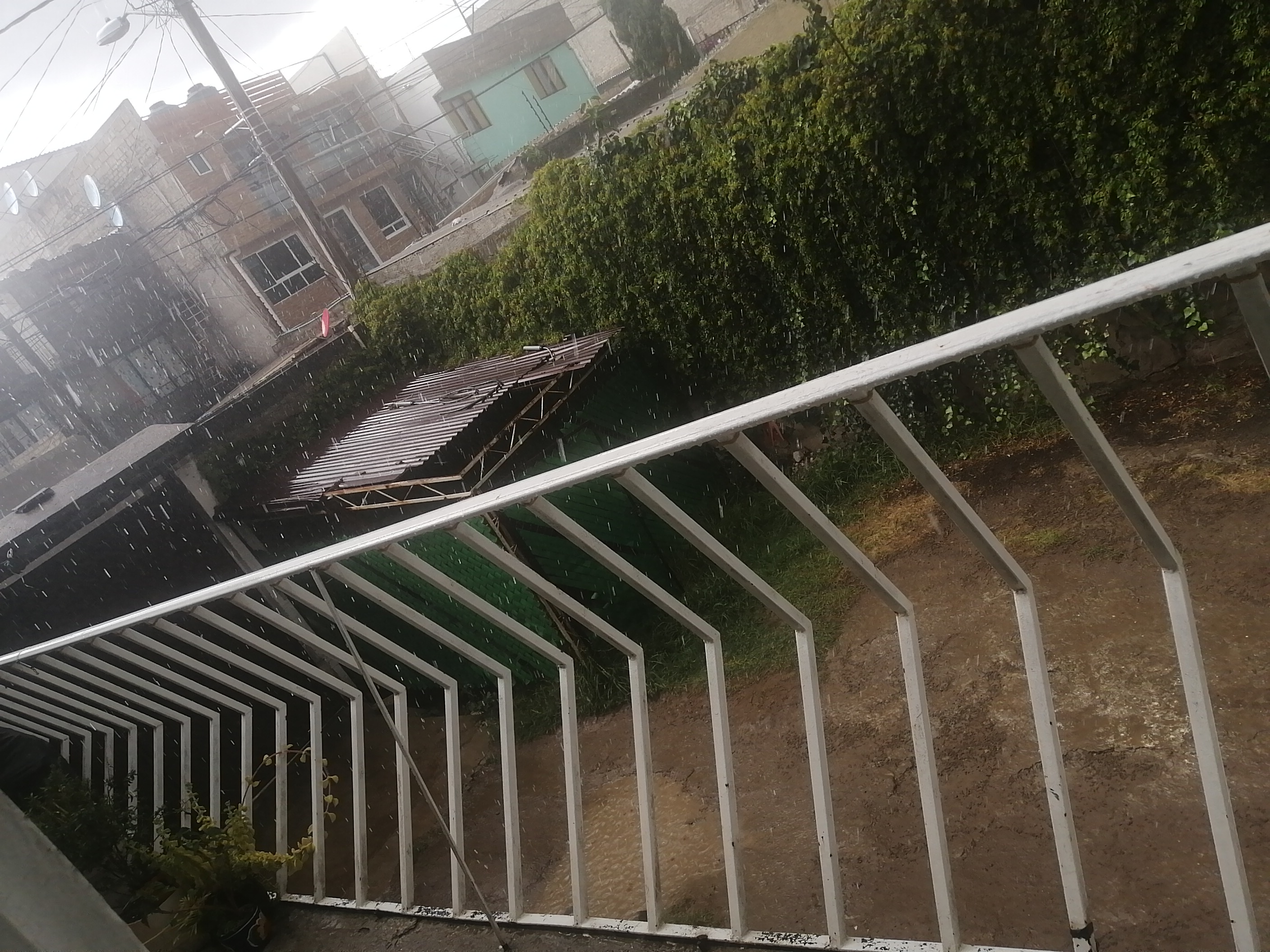 Gata bajo la. Lluvia