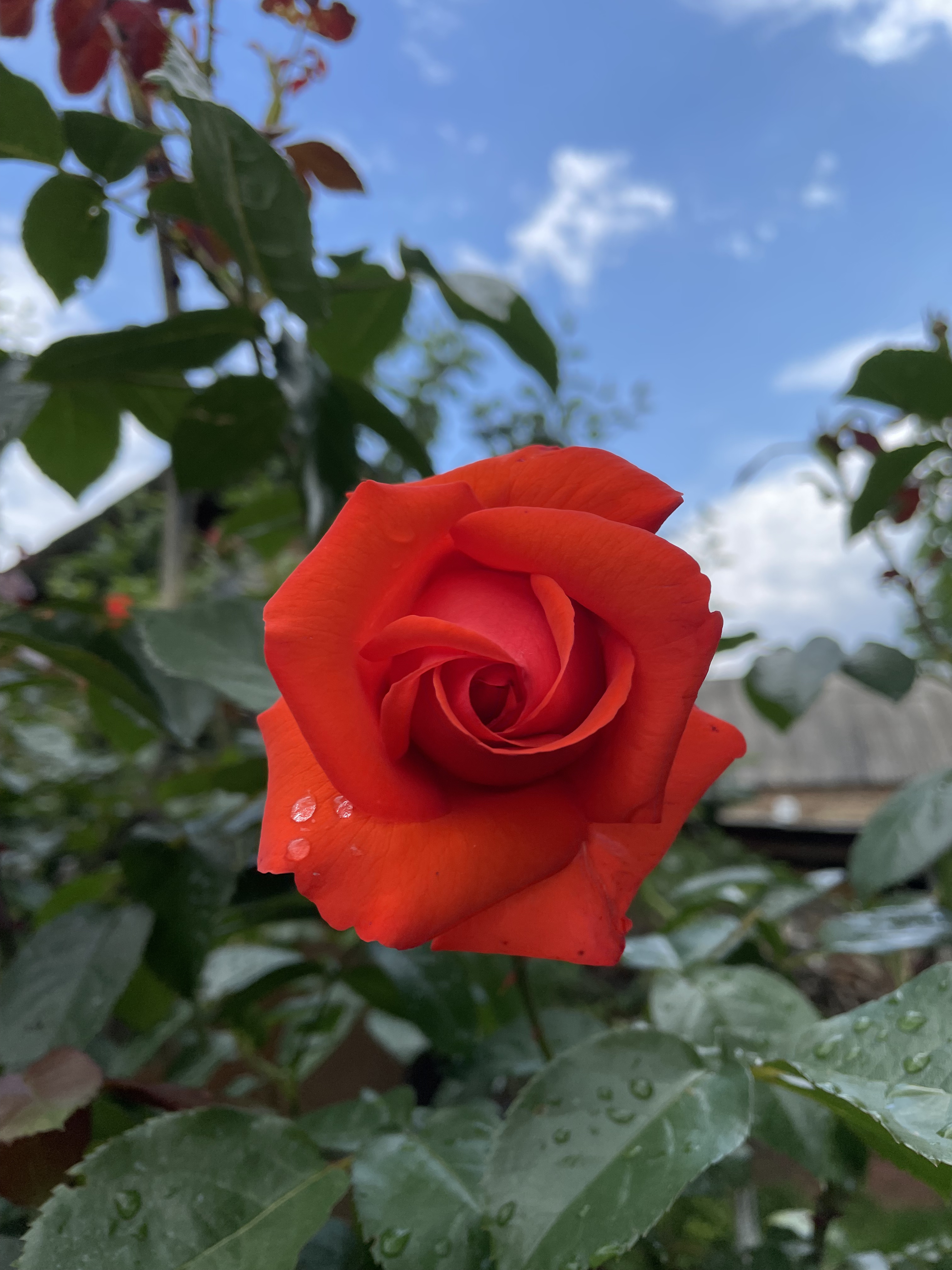 Rose