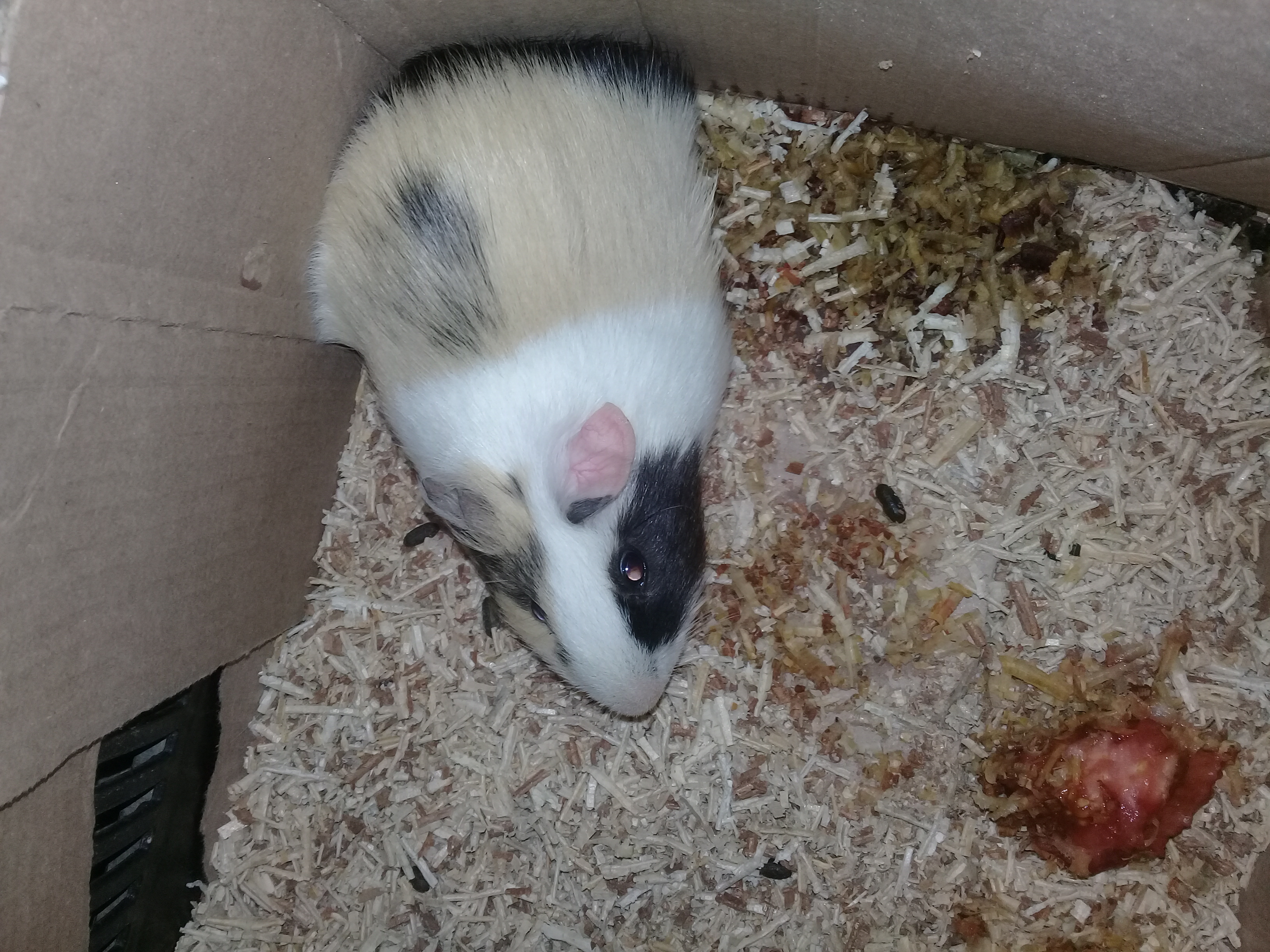 mi cuyo