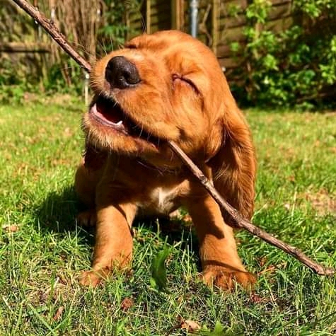 Happydoggy