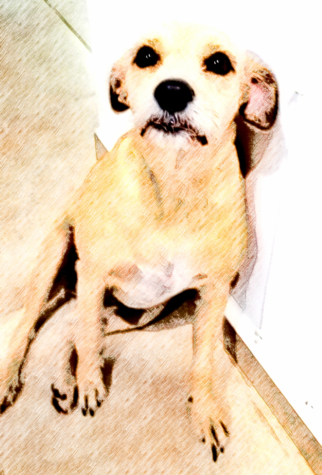 Perrita coloreada