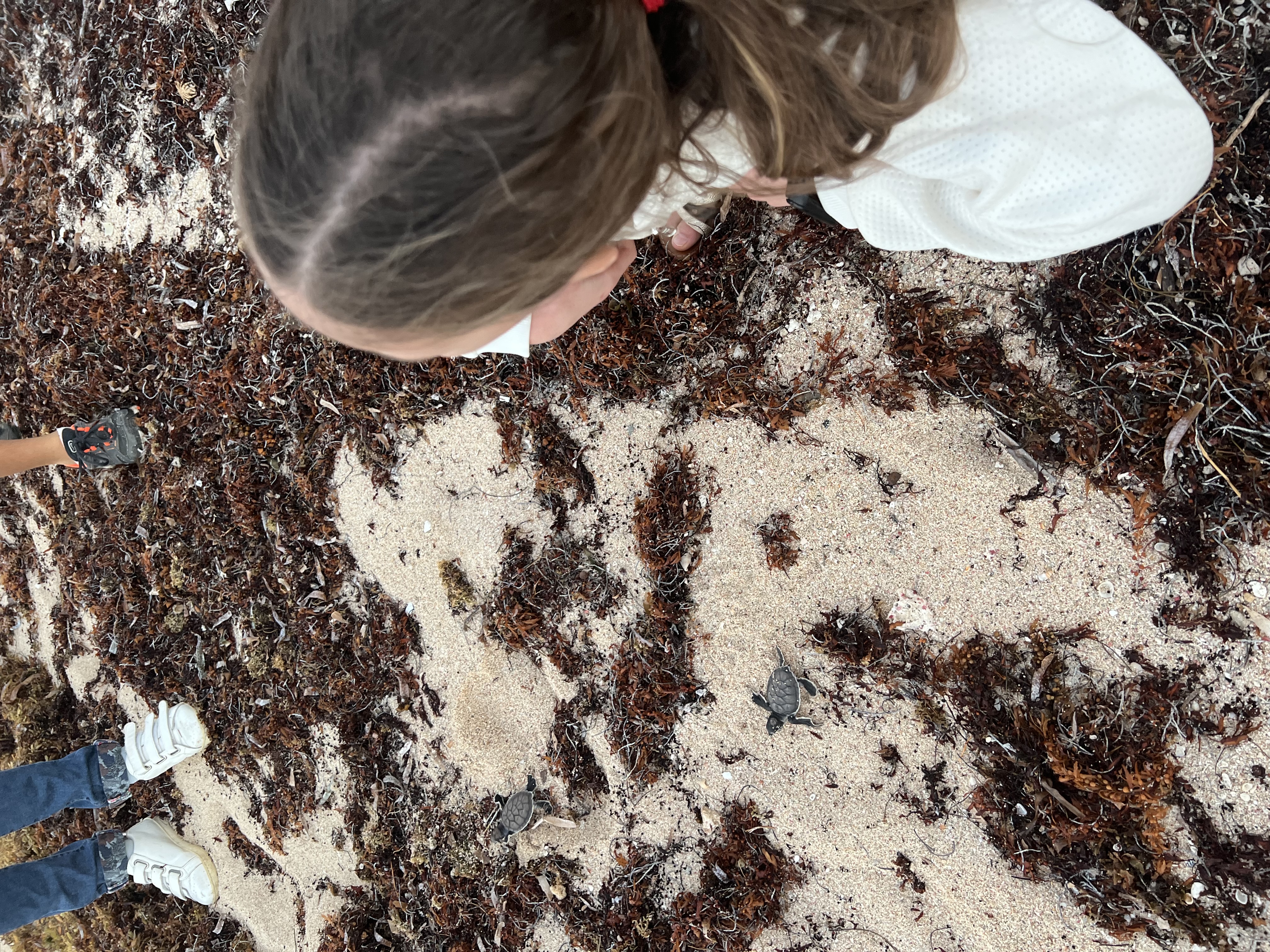 gratitude-for-the-baby-turtle