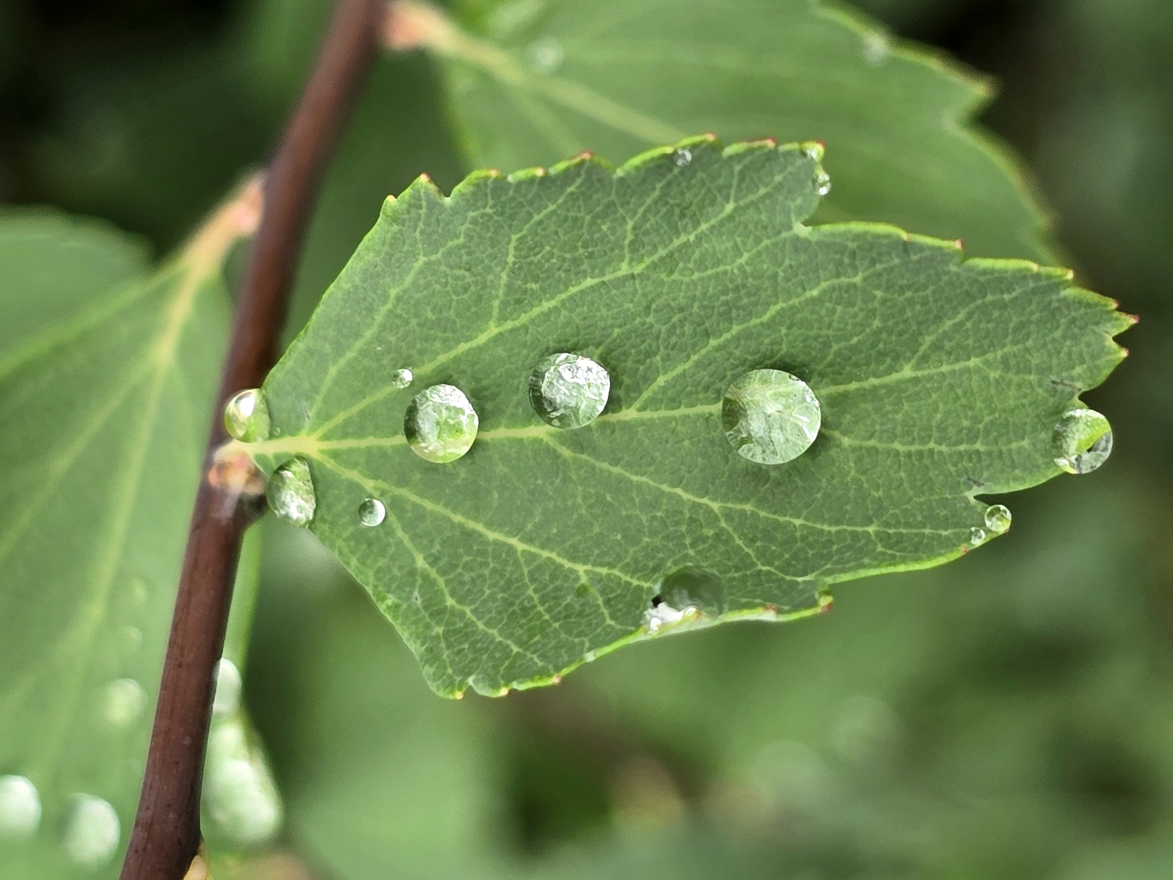Droplet race!