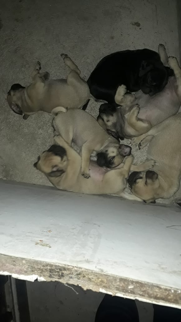 Pugs2