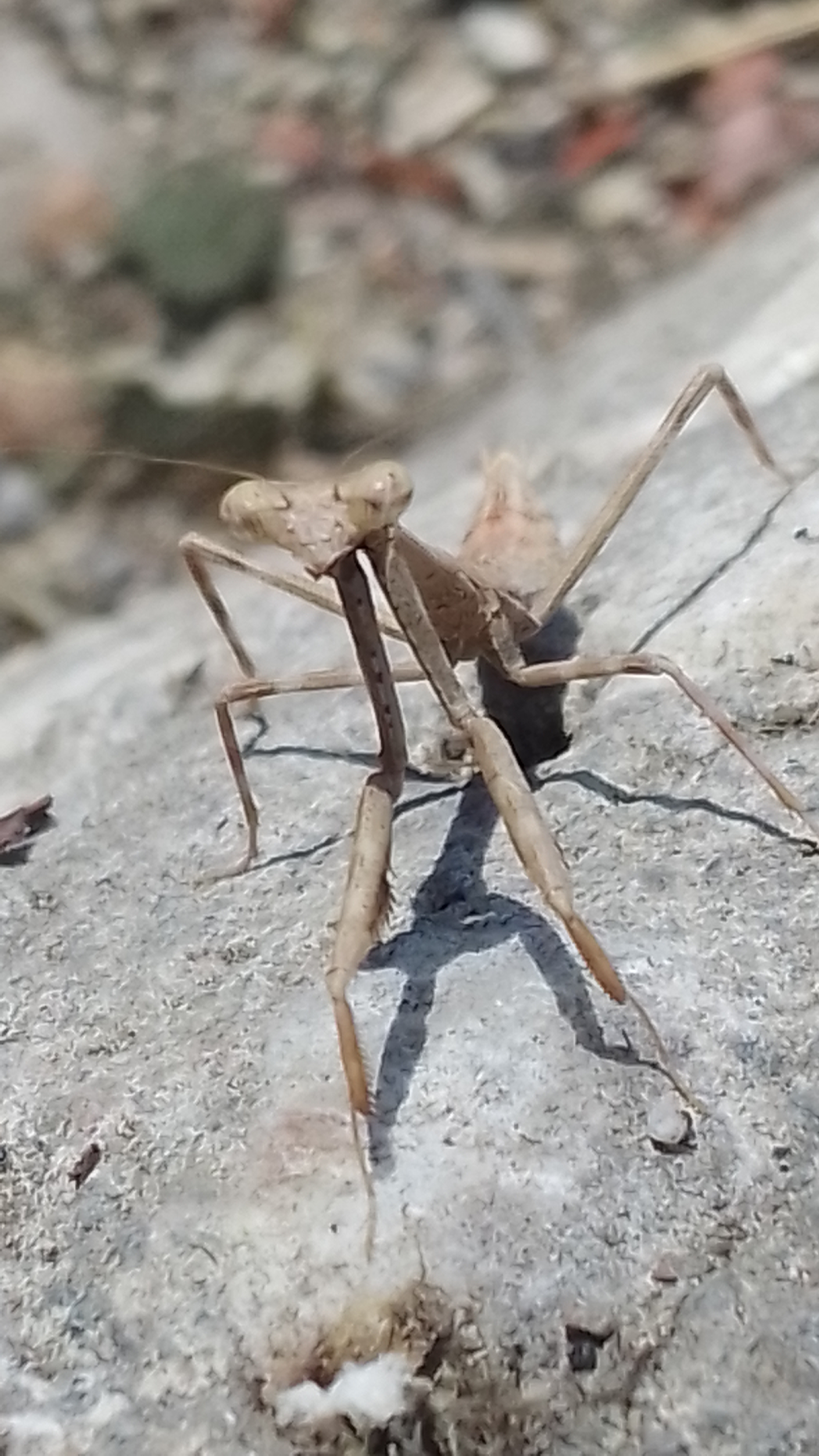 Mantis???