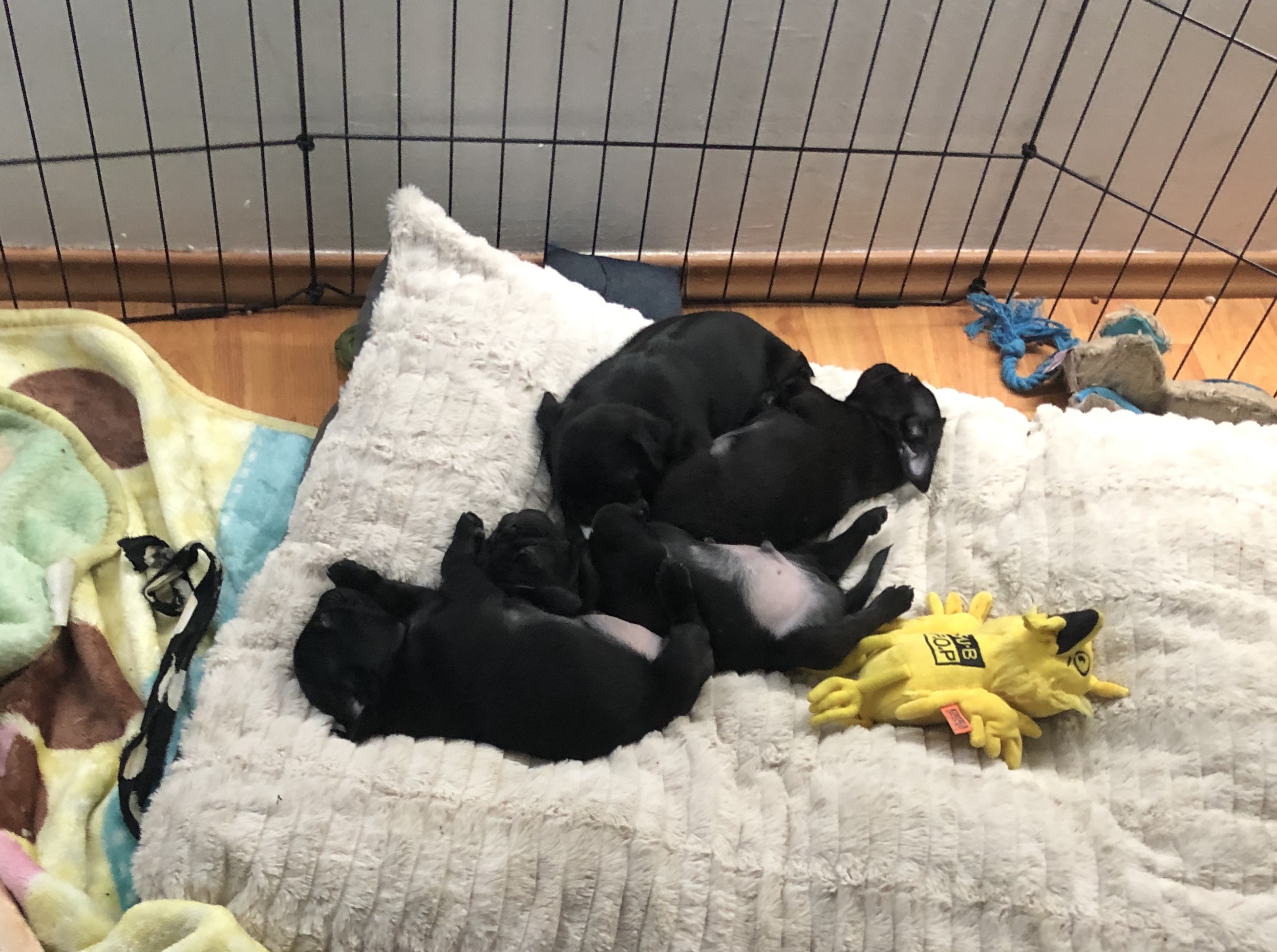 baby PUGS