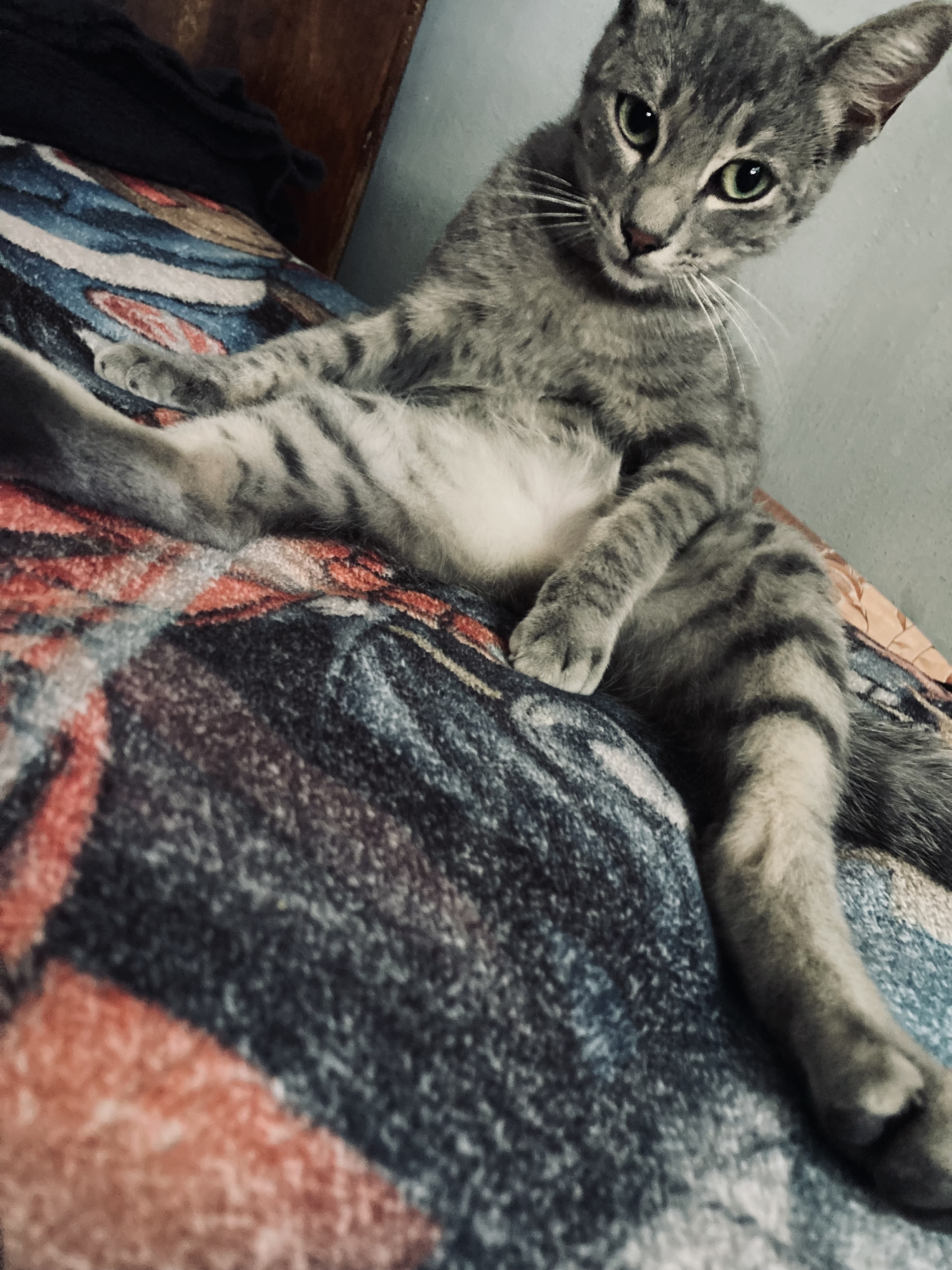 PacoBoy