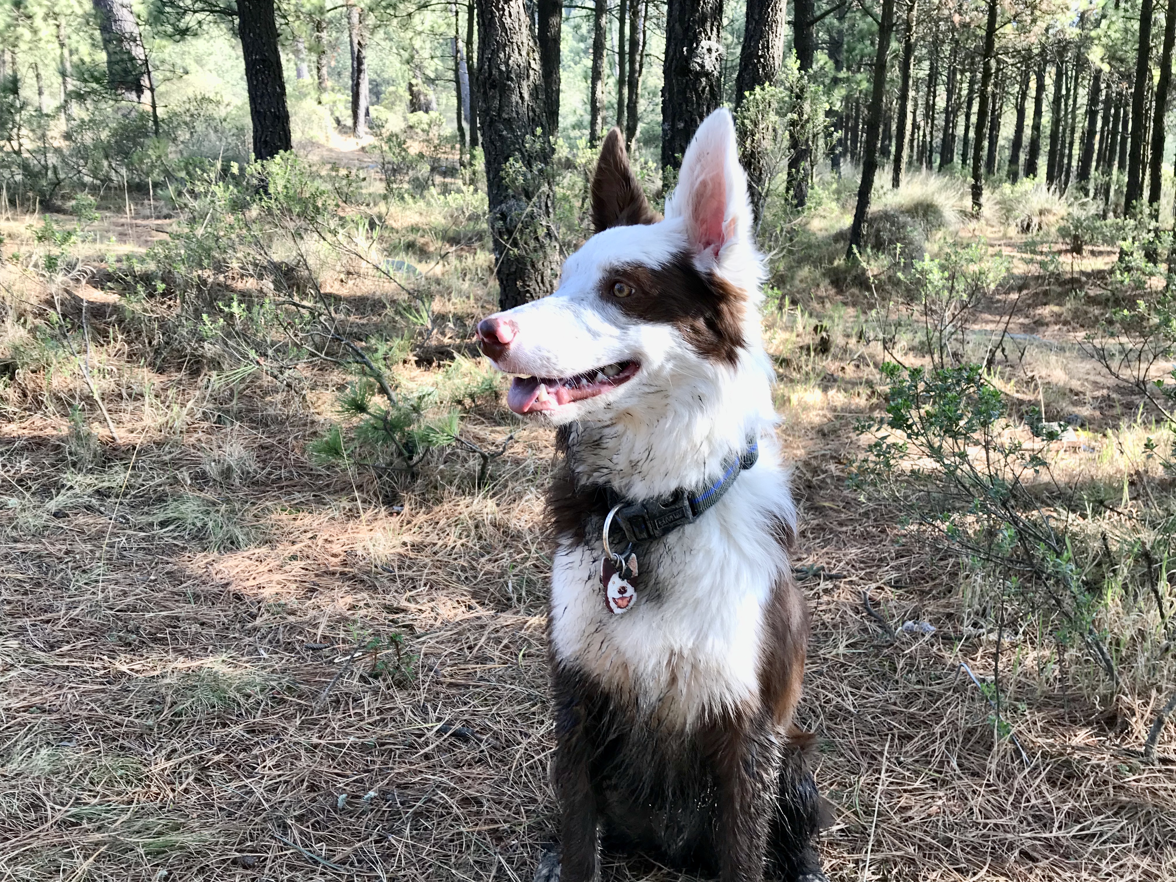 Mi mejor amigo.