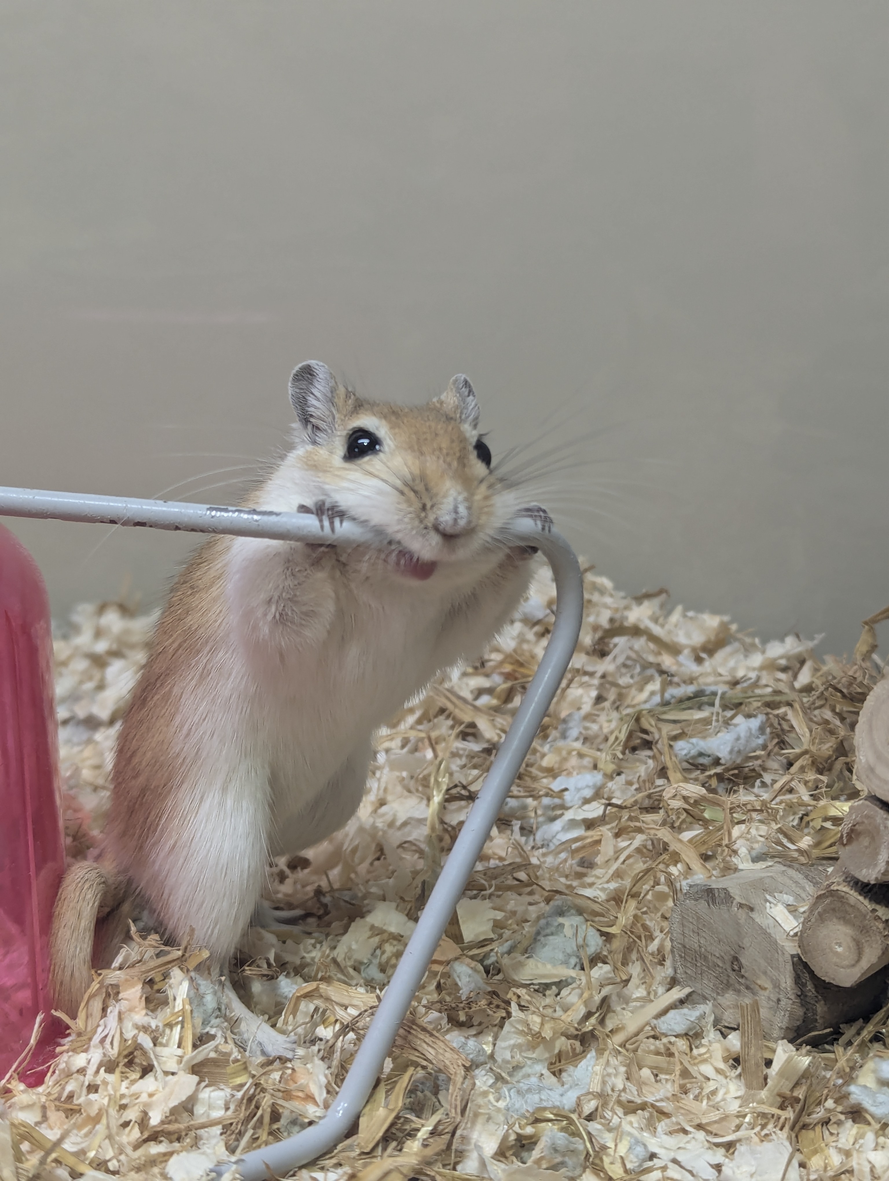 Mr Nibbles