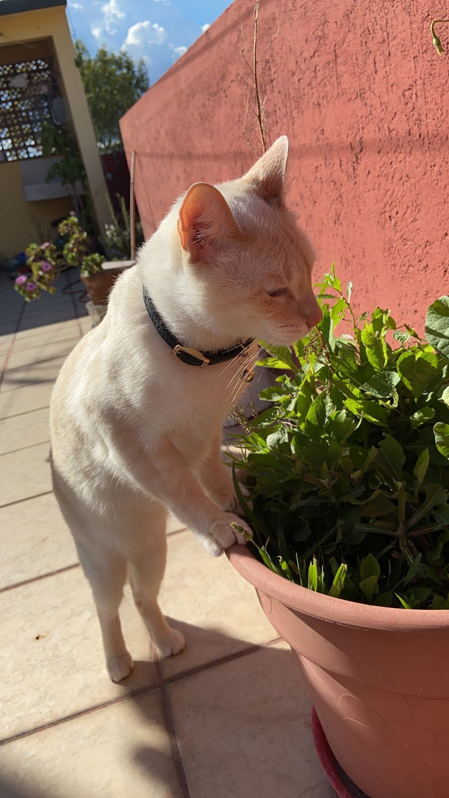 El mejor gato del mundo “Whisky”