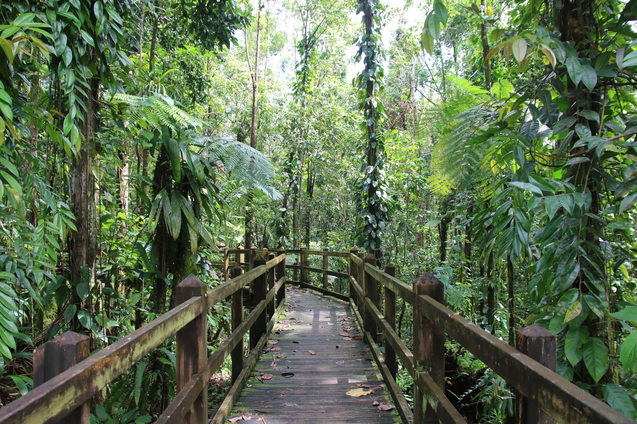 tropical-Forest-gratitude