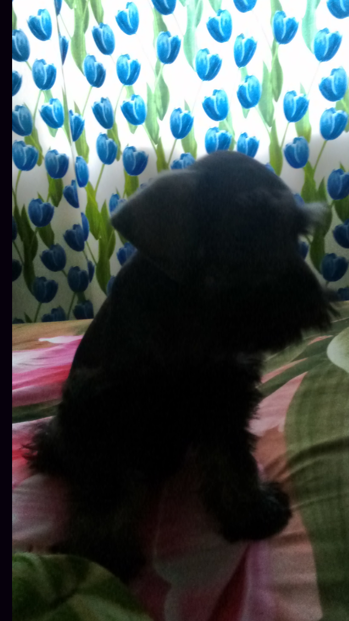 Bb