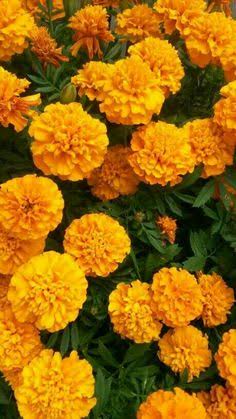 Flor de Cempasúchil