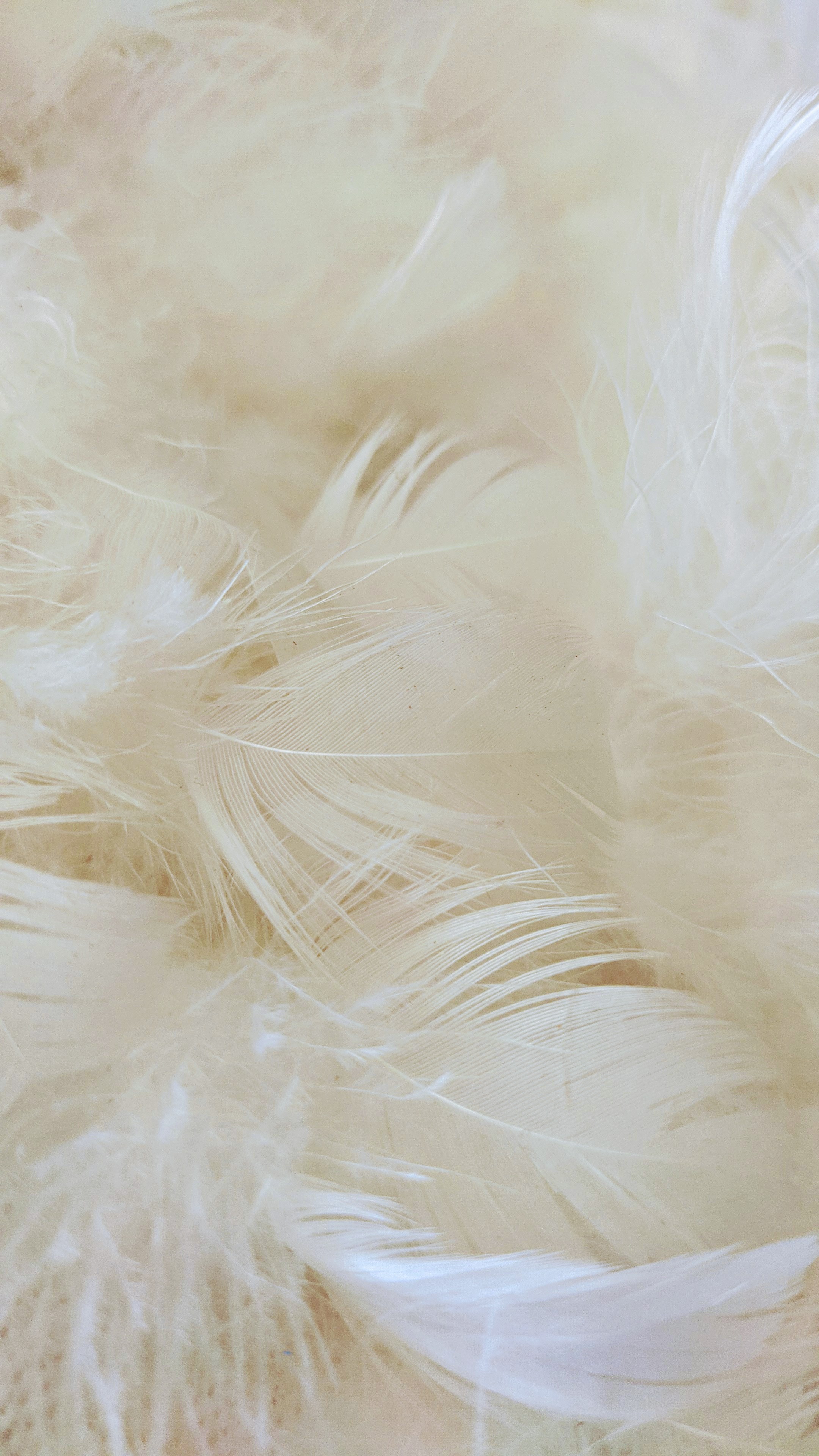 Plumas