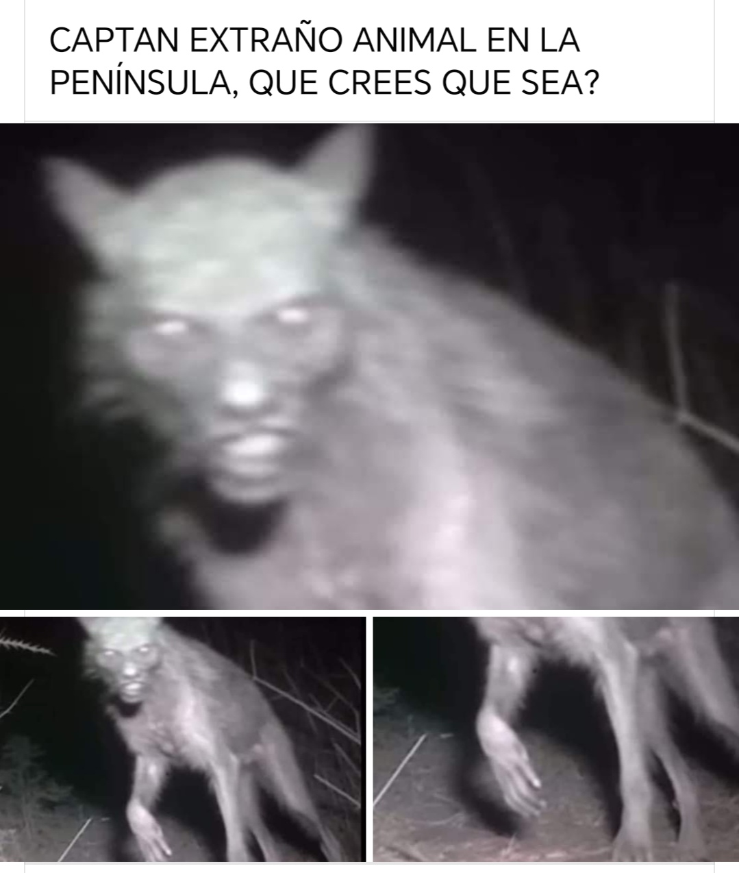 Animal extraño