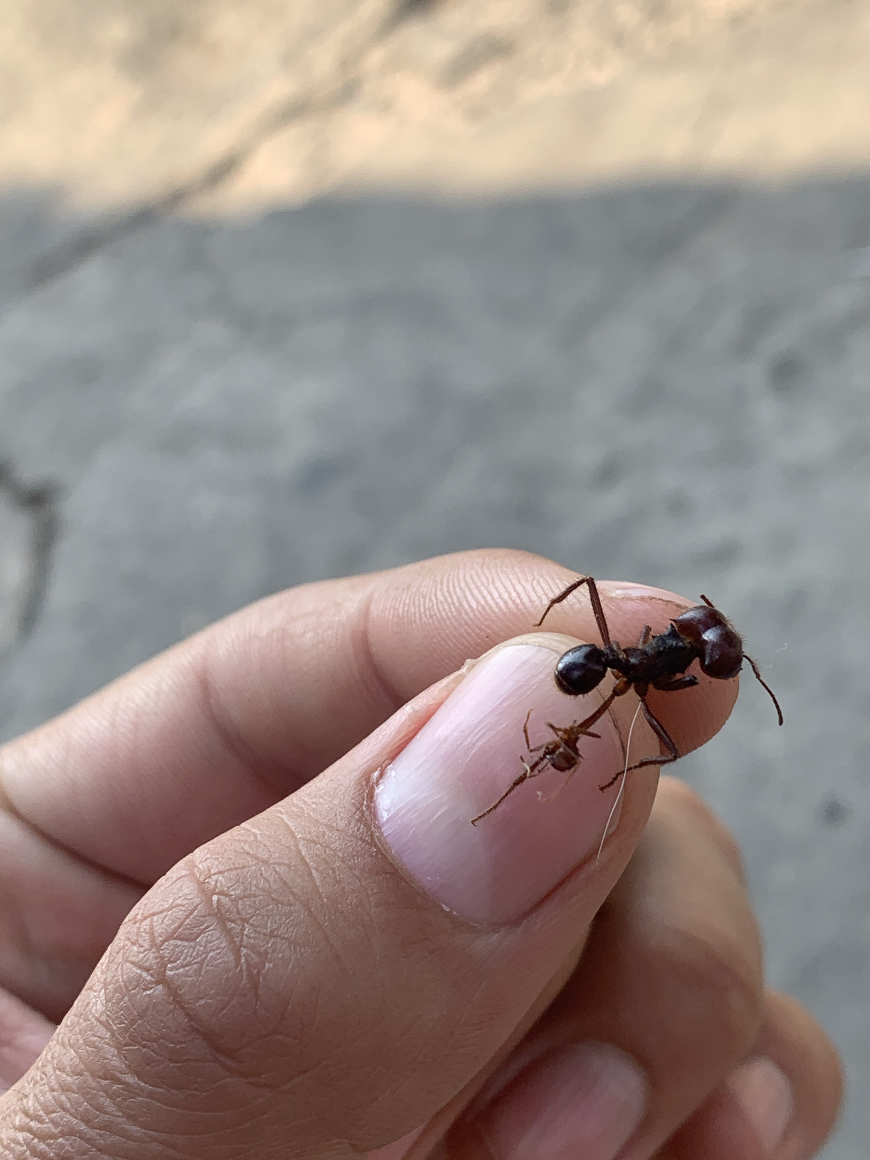 Ant