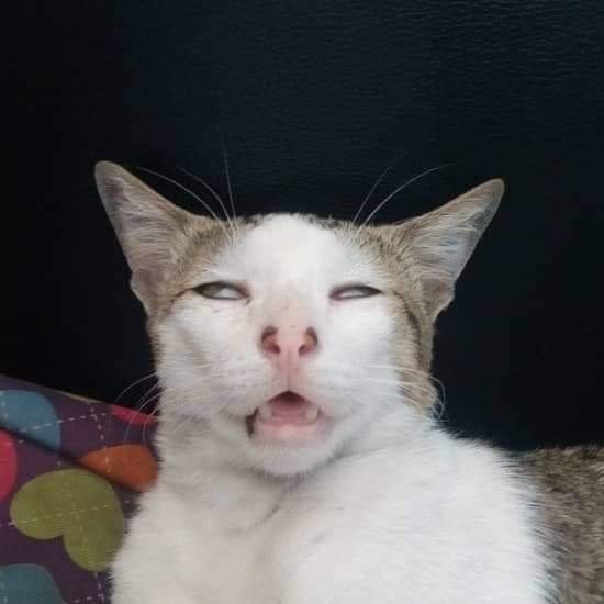 xD