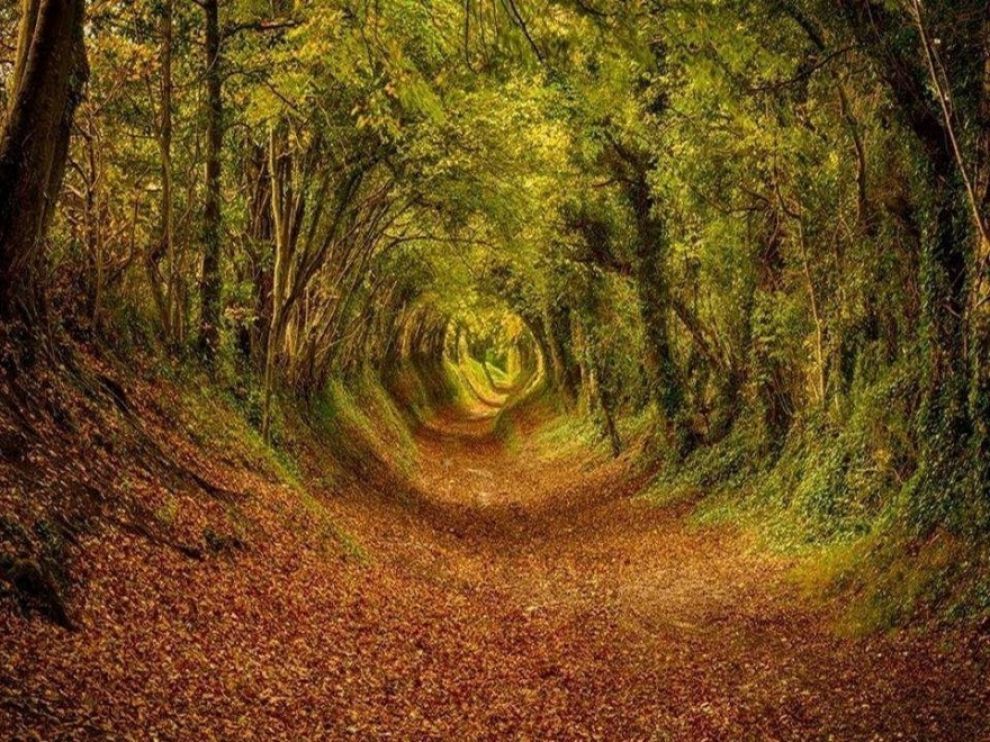 Ashdown Forest