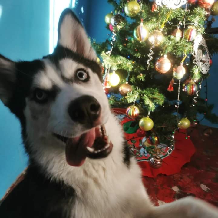 Feliz navidad