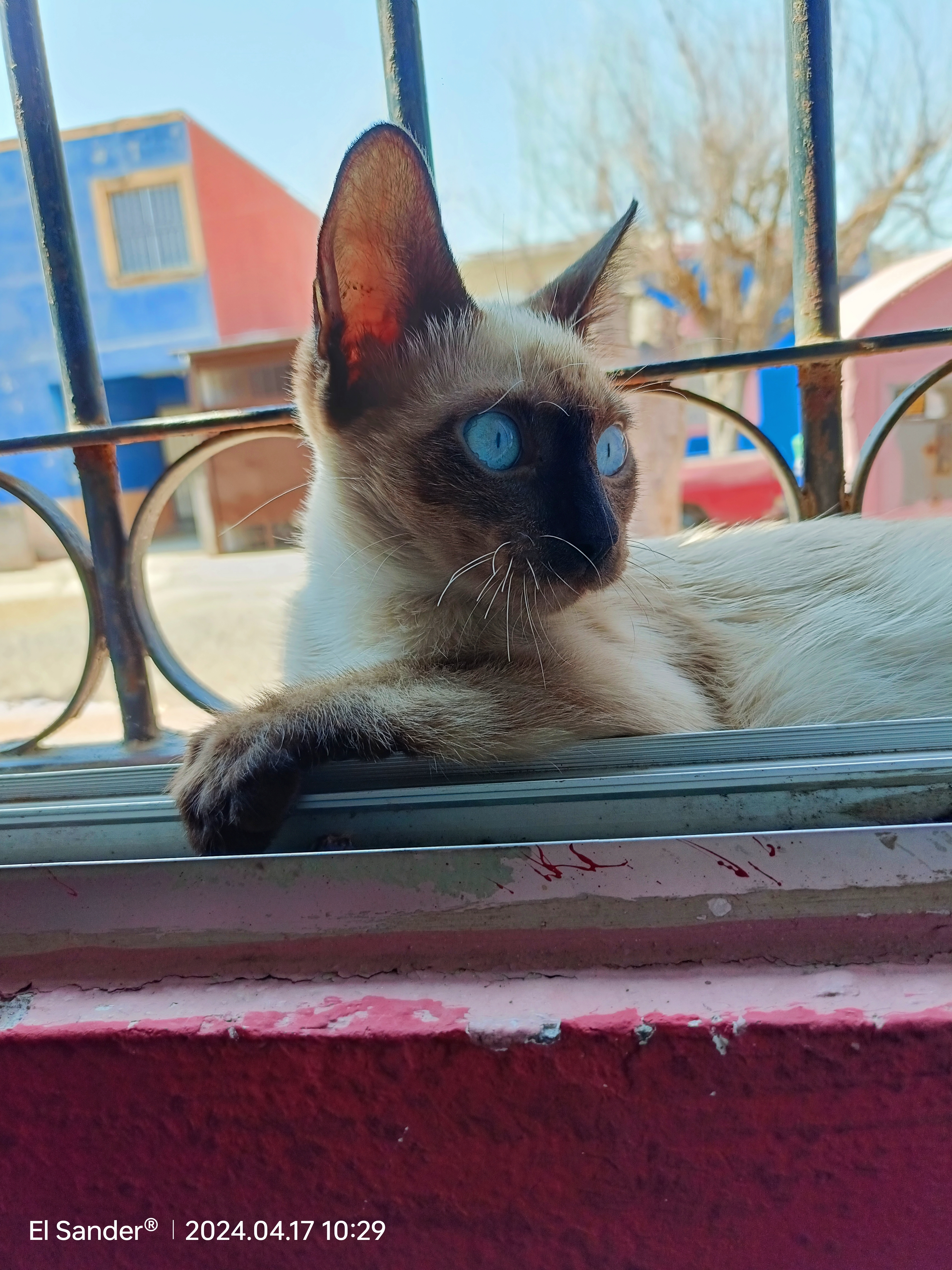 Este crecio en la tierra sin echarle agua
