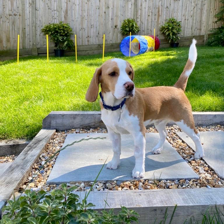 No tengo ganas de nada