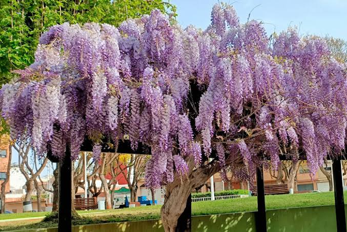 Wisteria tree