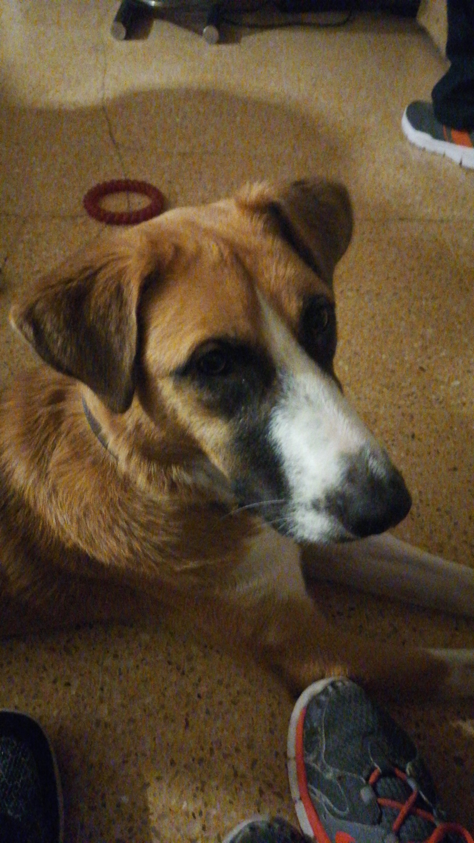 HACHI