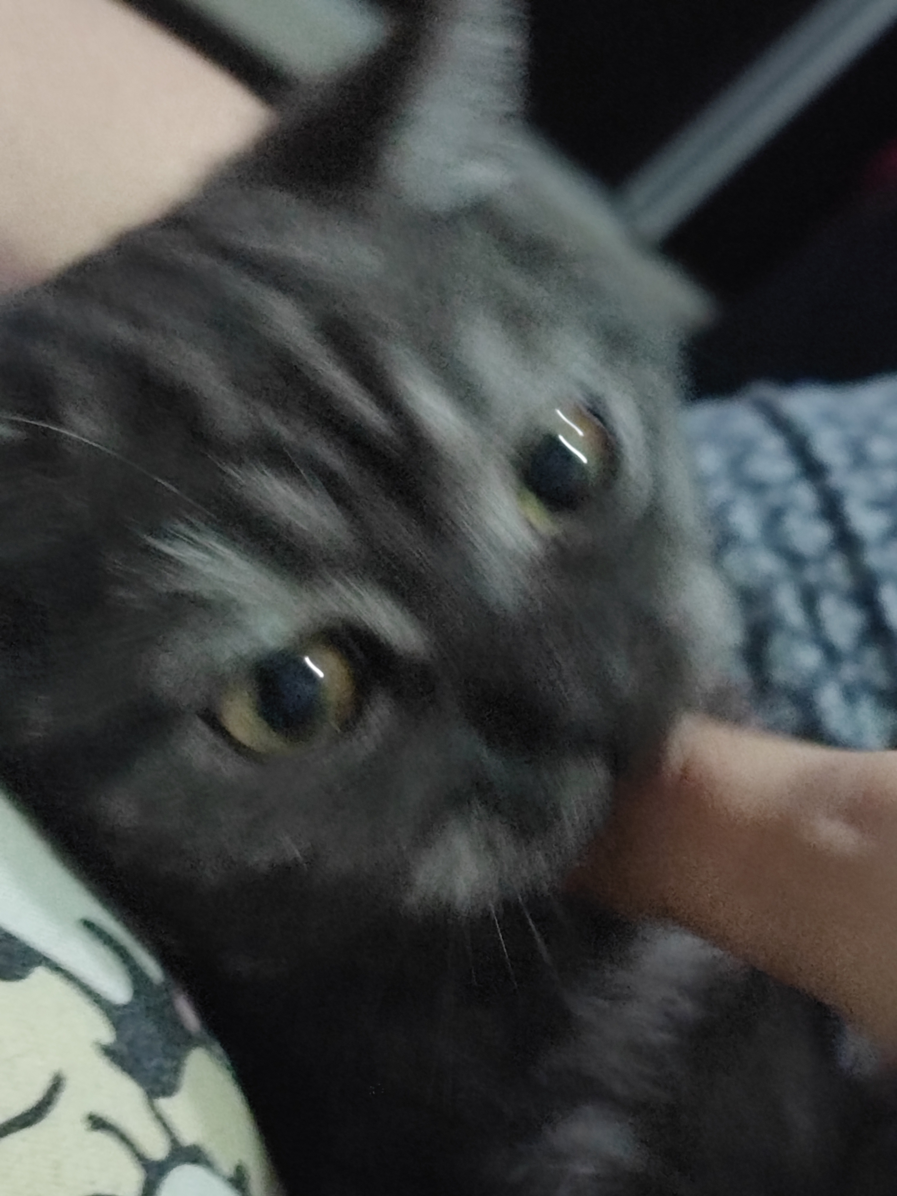 Beb cat