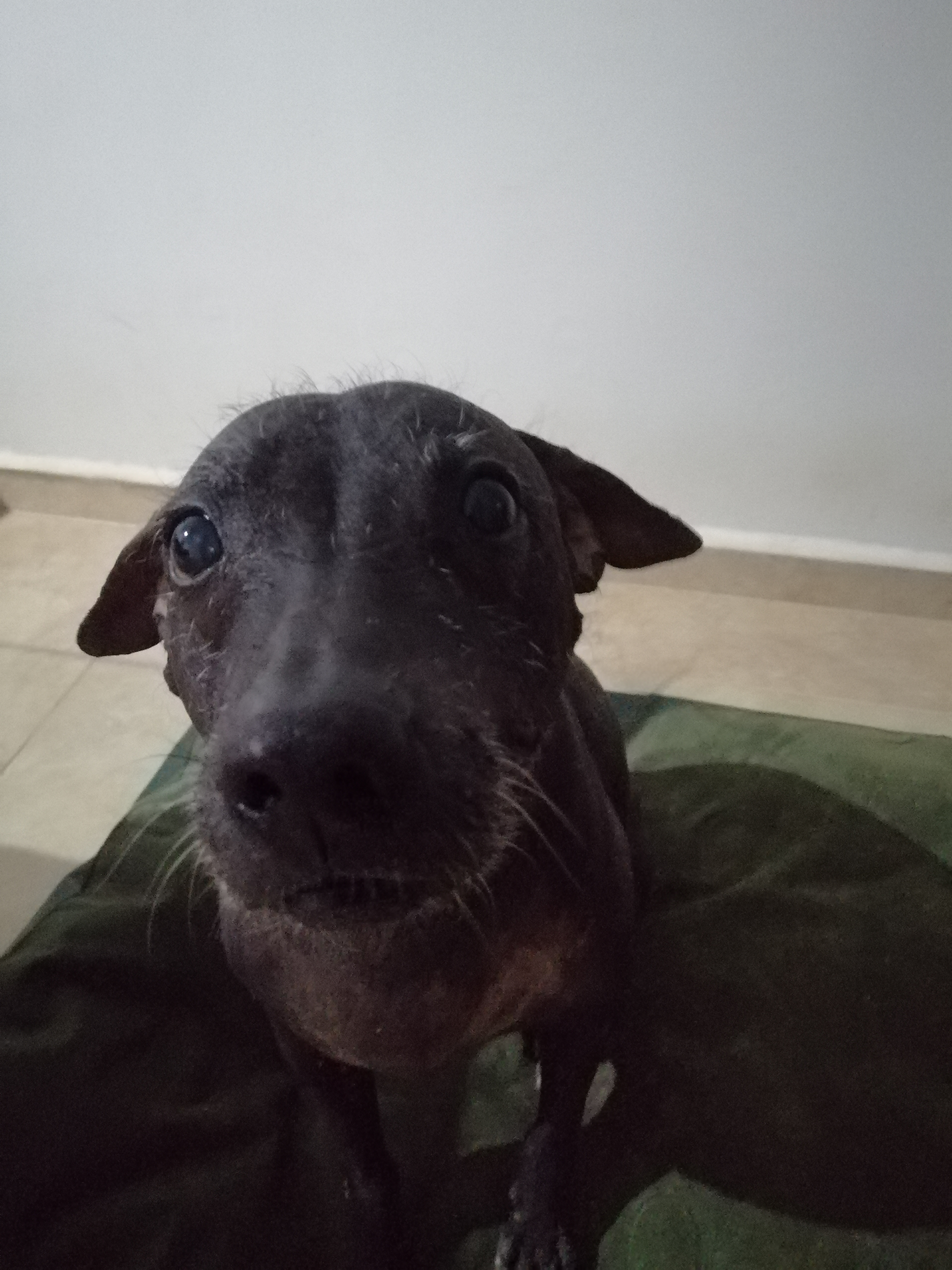 Xolo ojon