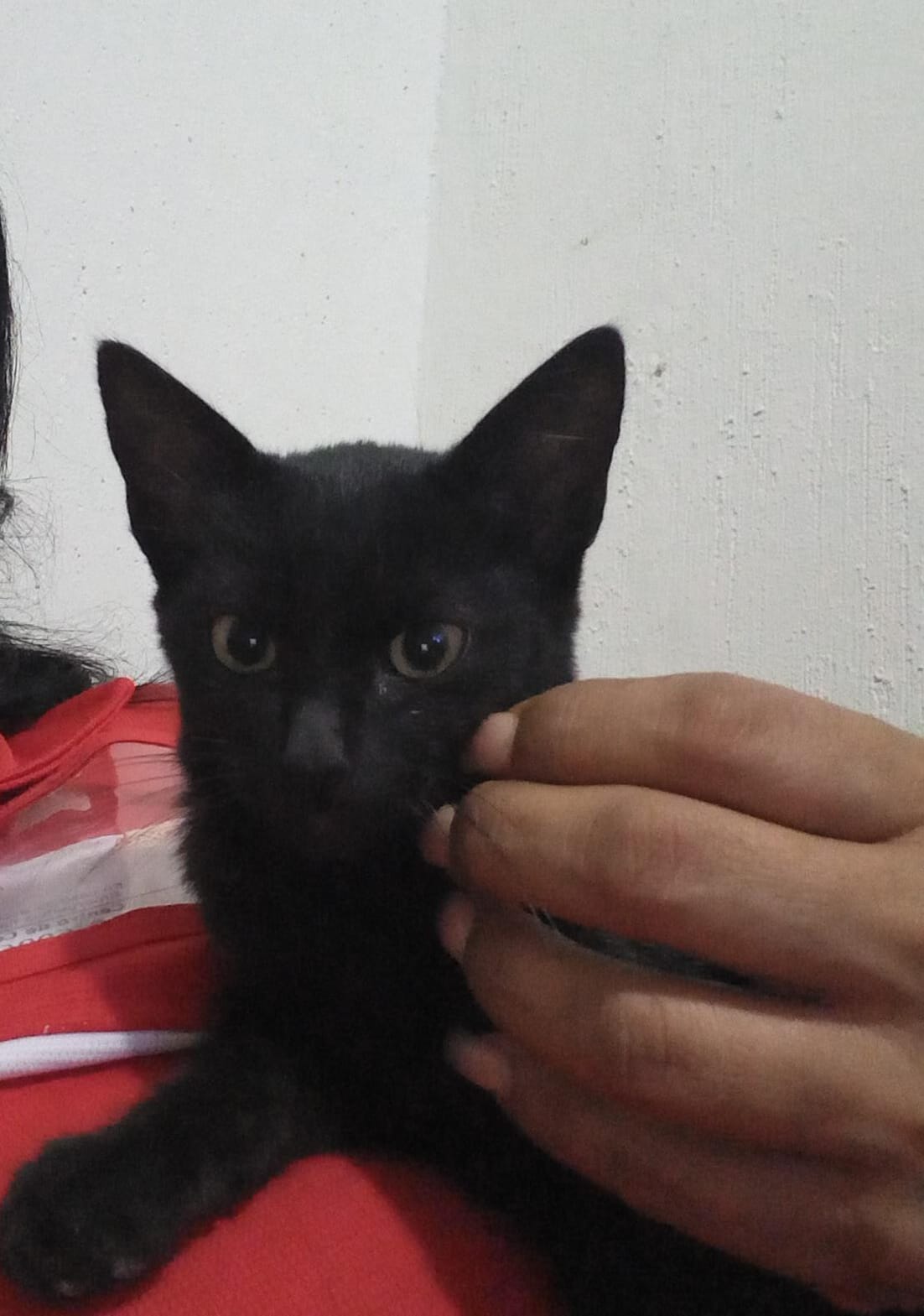 Mavis bb
