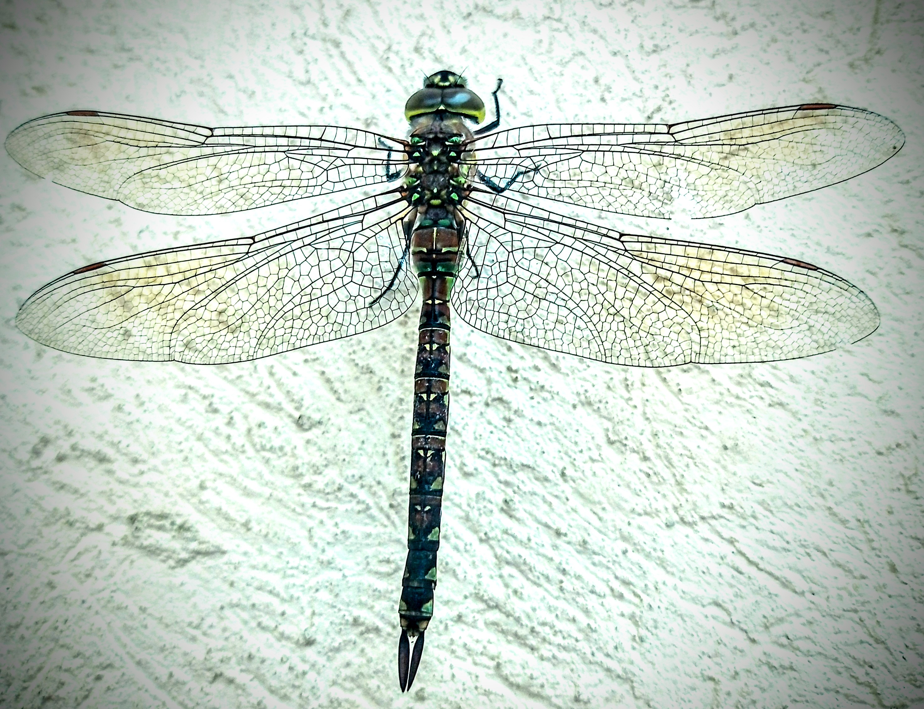 Naturaleza