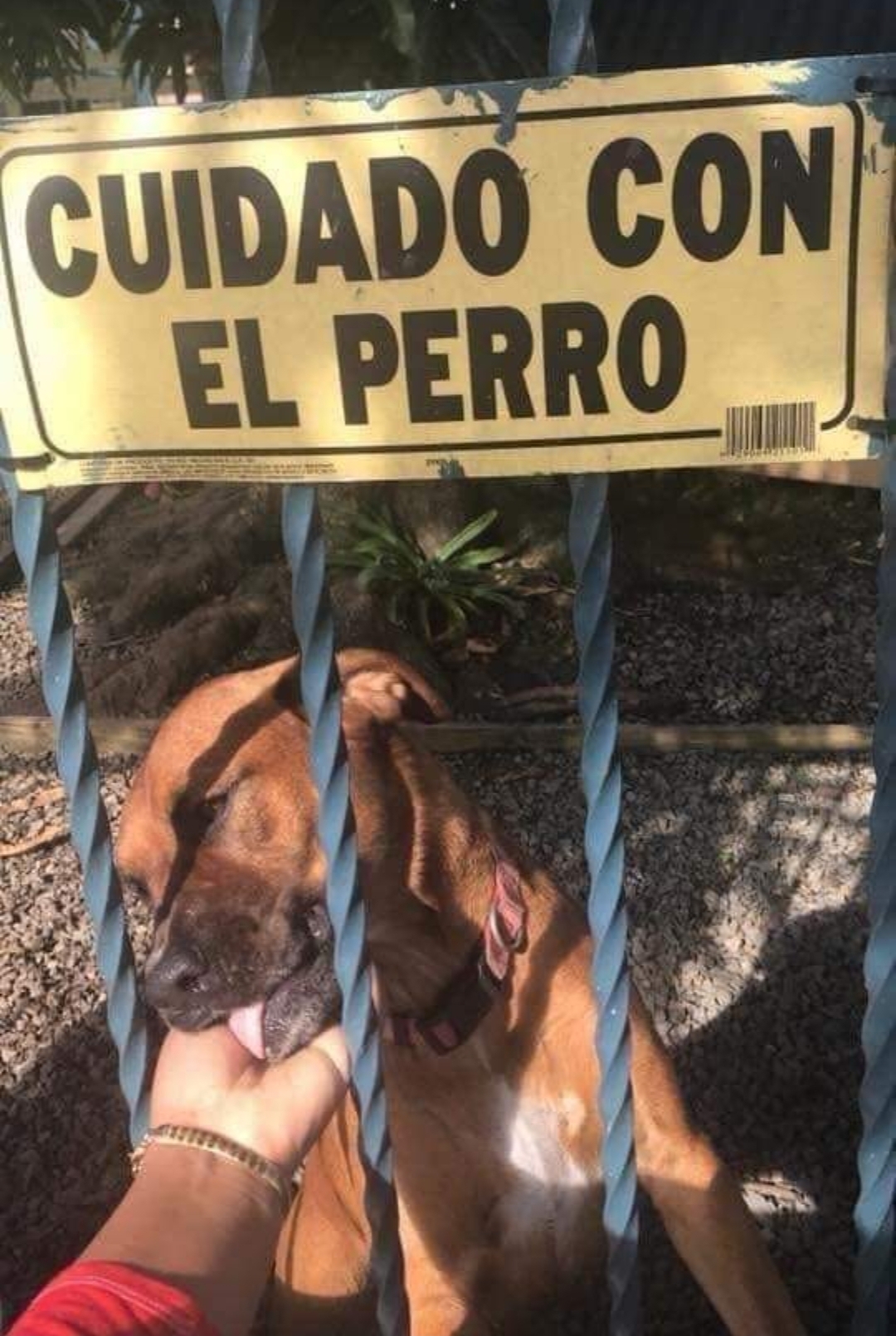 Mi perro