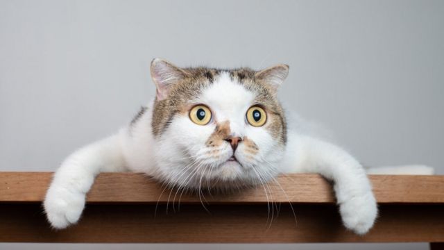 Yo quiero jugar más, ven