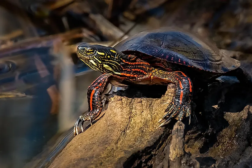 Tortue Ninja :)
