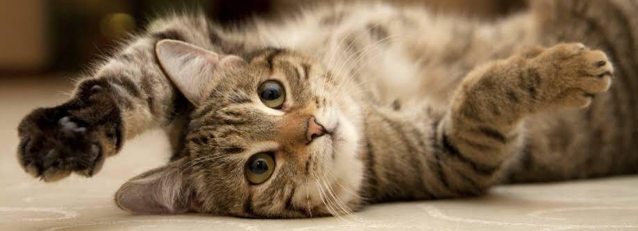 yogacats