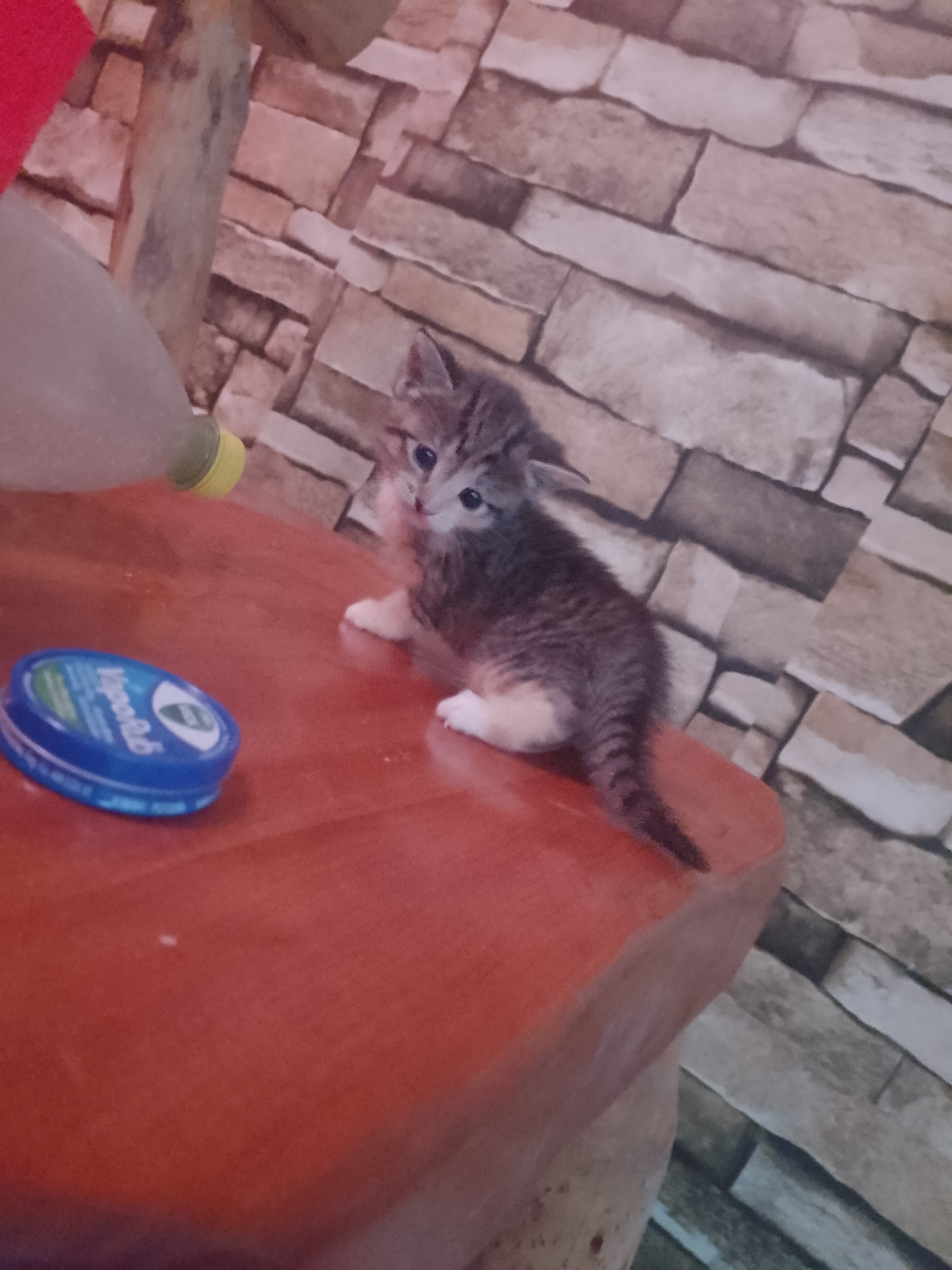 My Cat