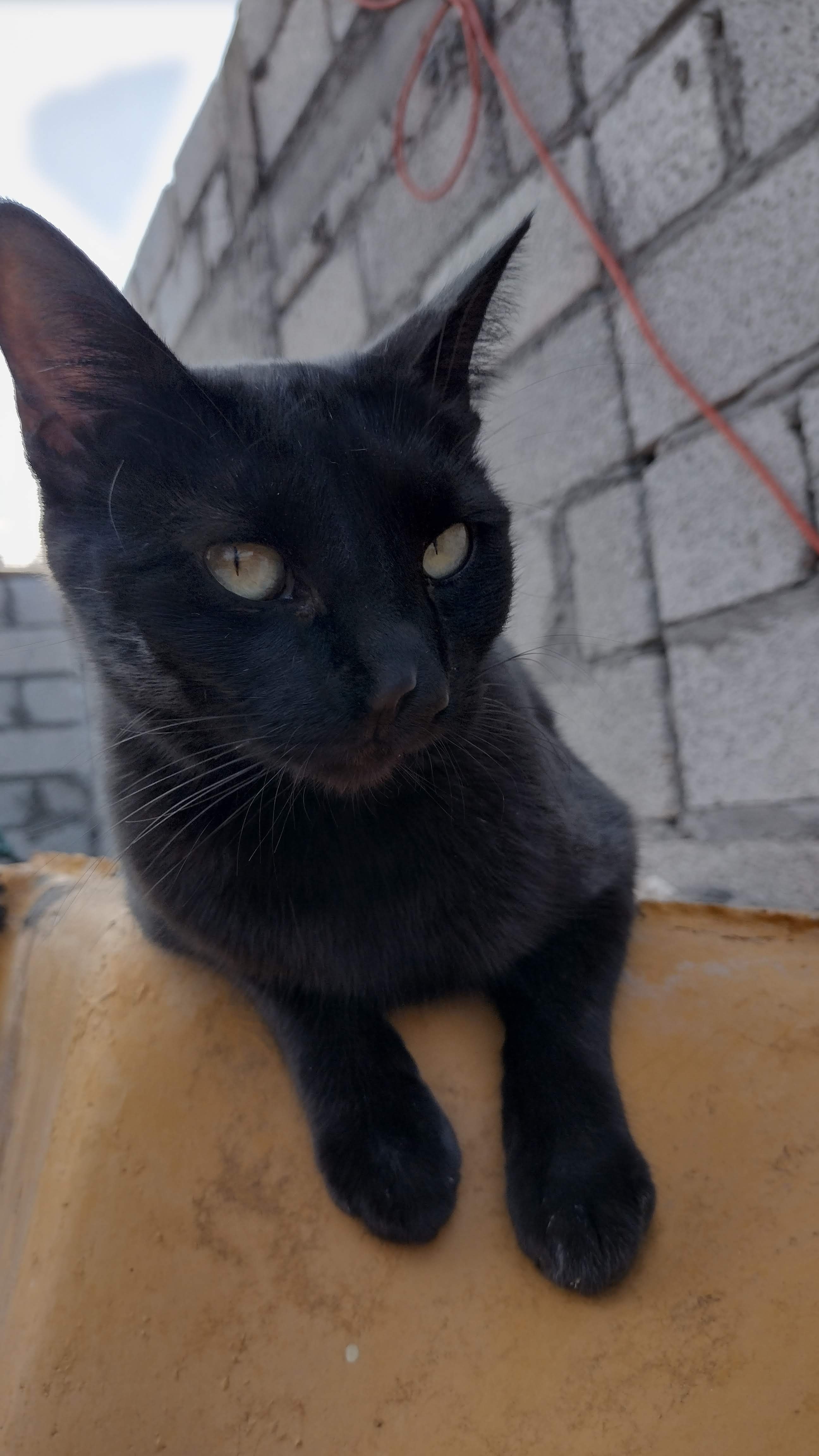 Posando