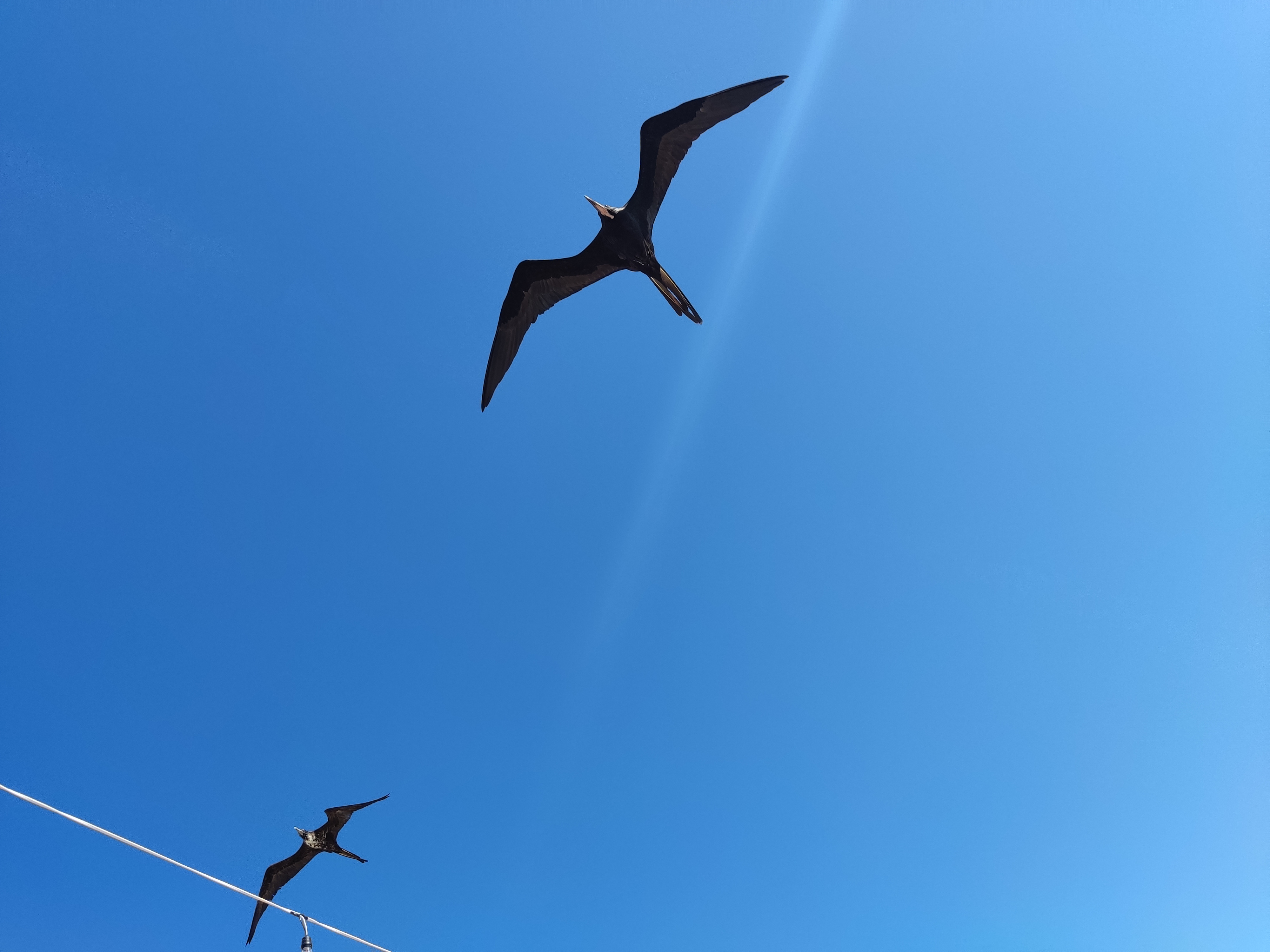 Gaviotas en Río Lagartos