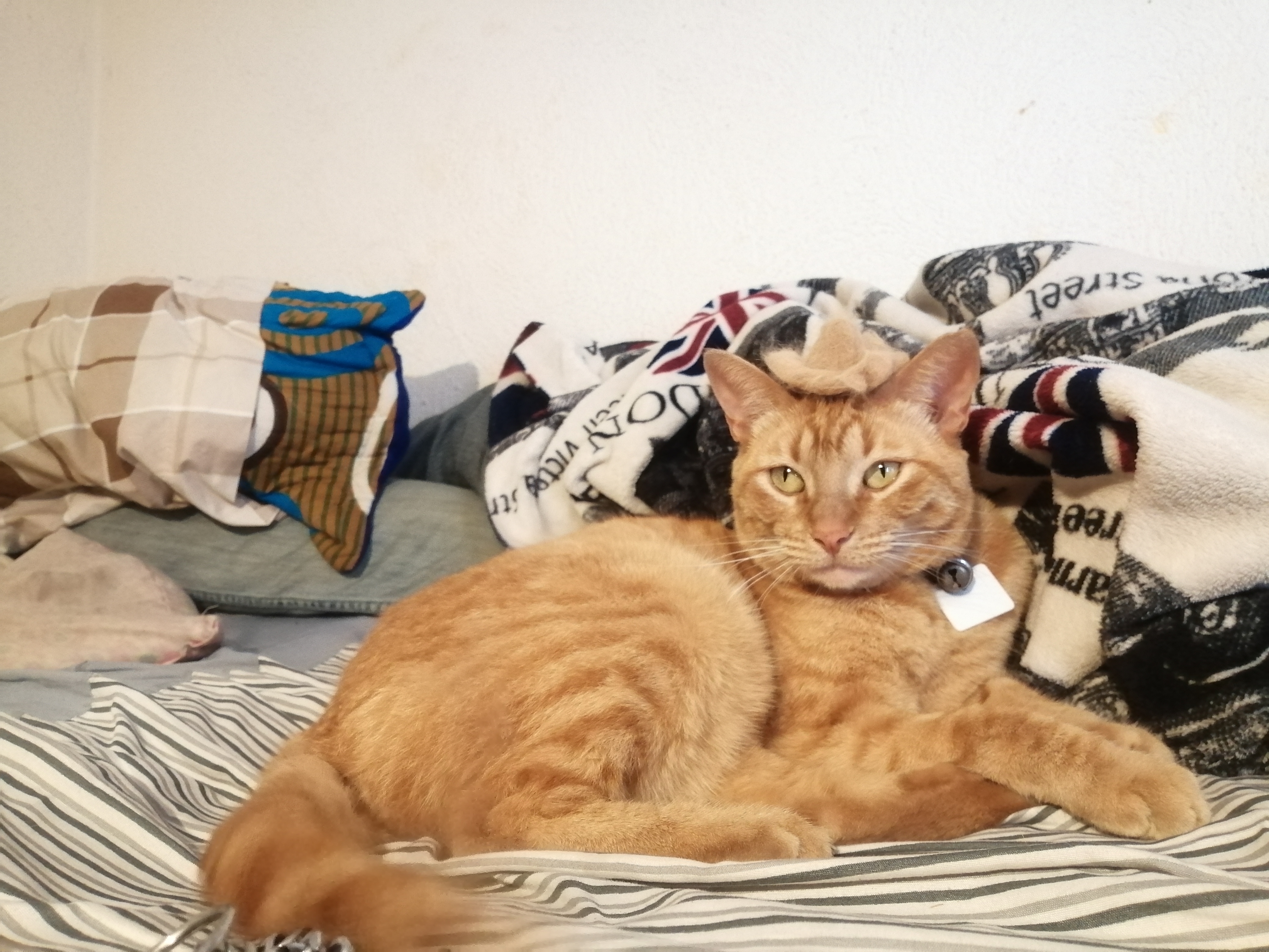 Gato con sombrero de pelos