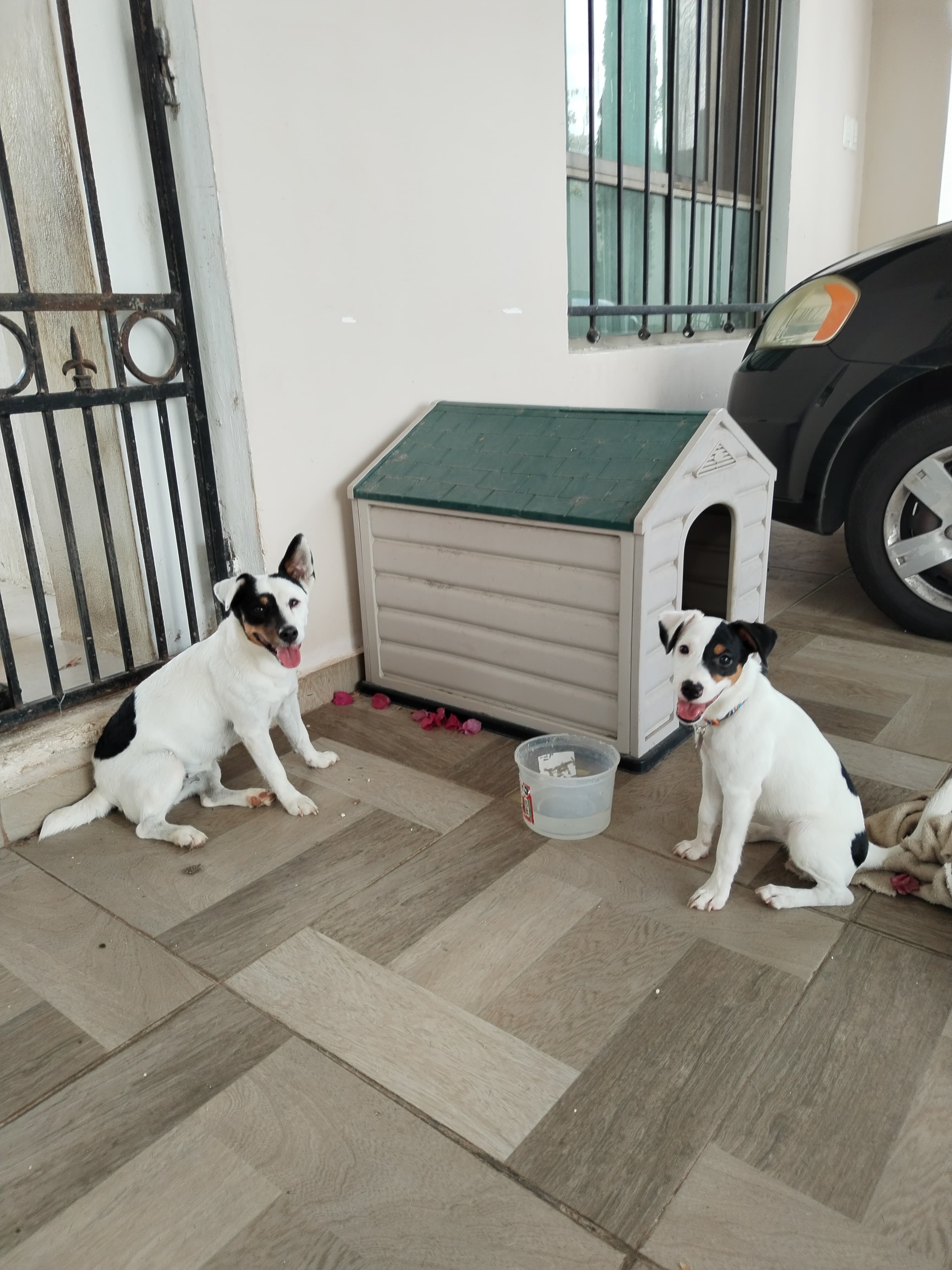 Cachorro y padre
