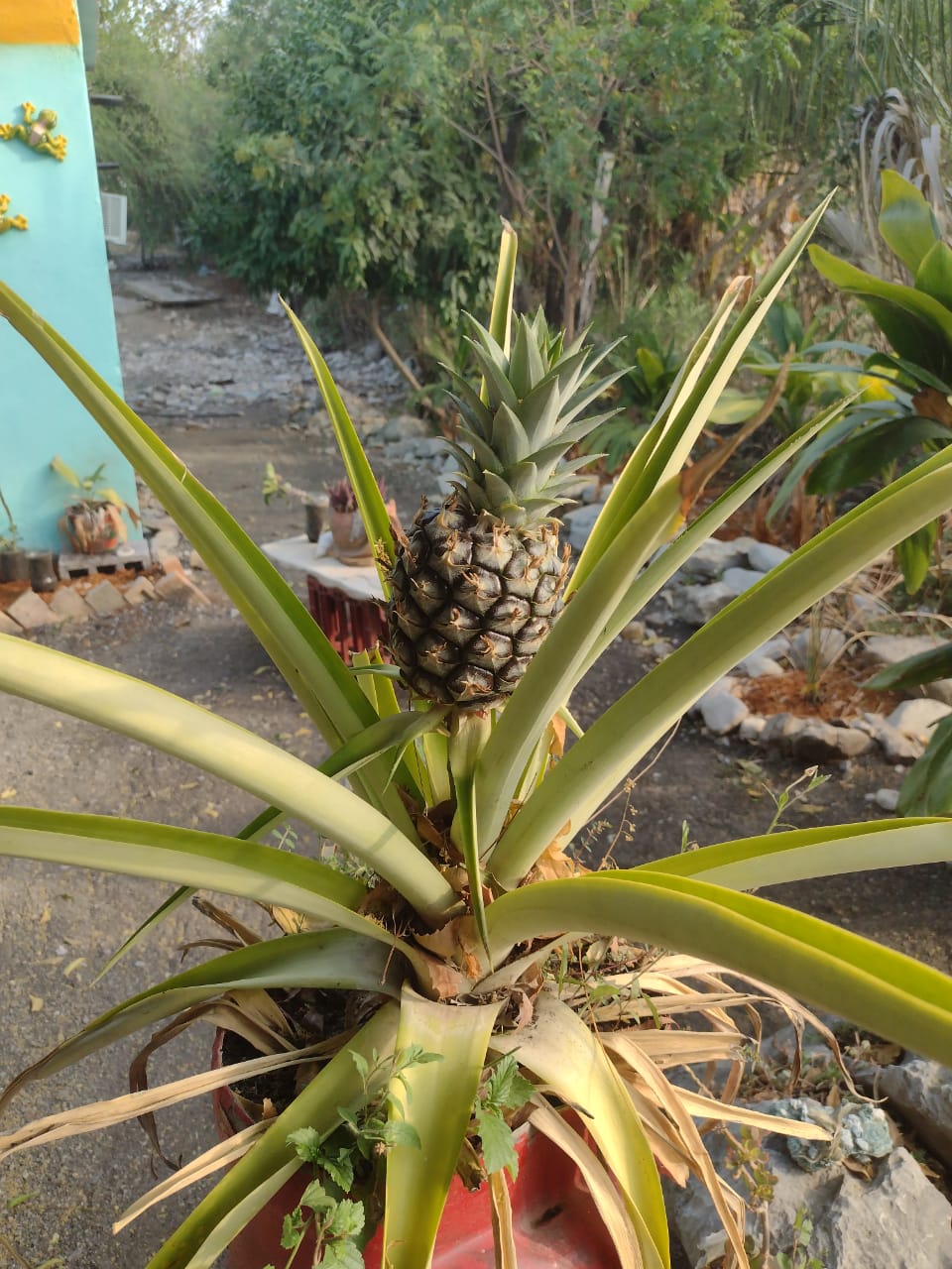 Piña